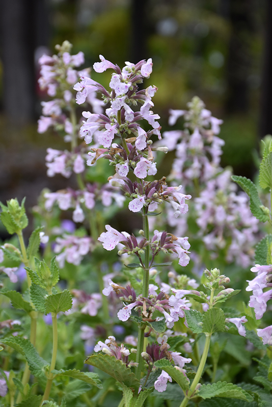 NEPETA x faassenii Whispurr Pink
