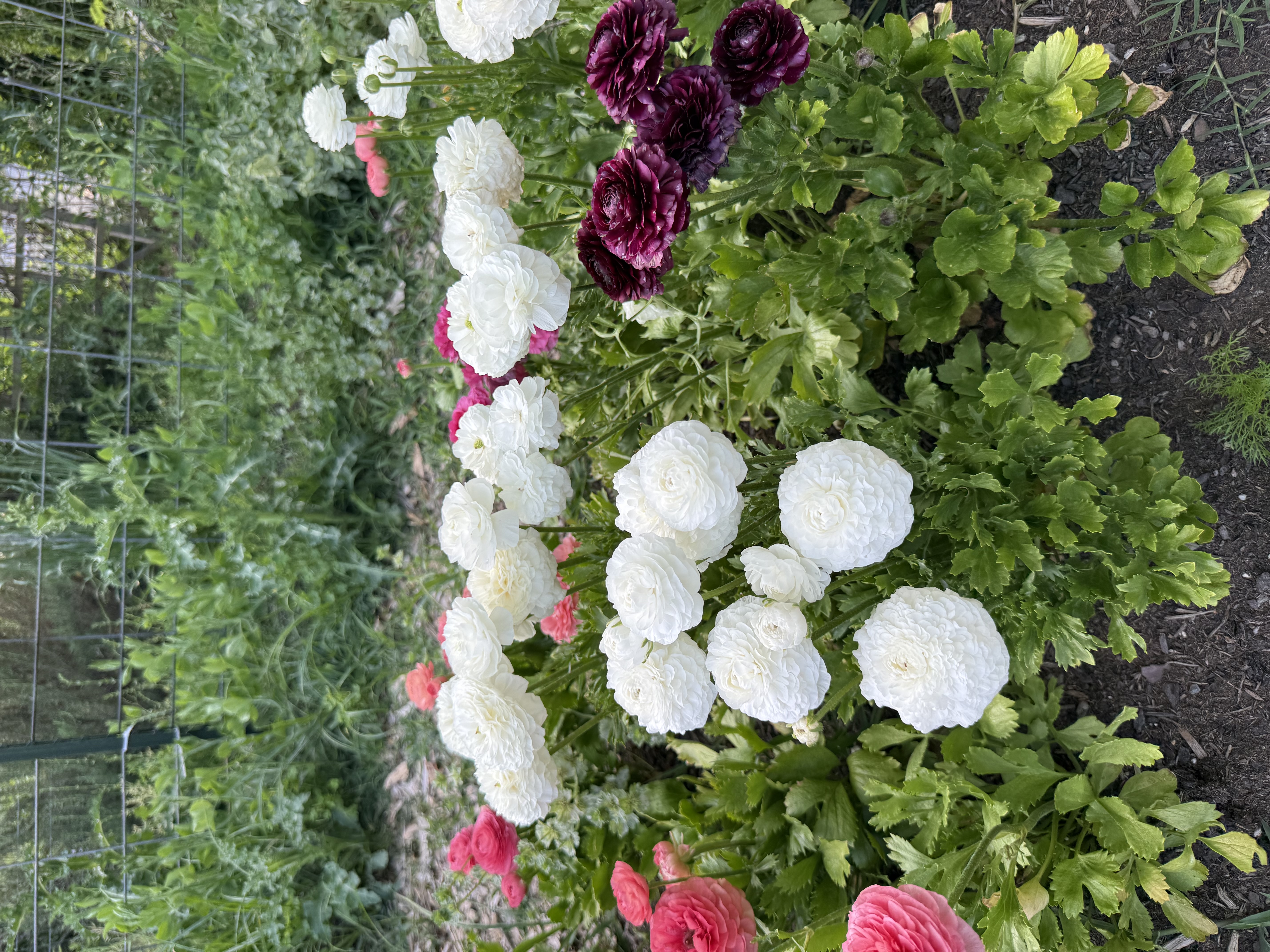RANUNCULUS