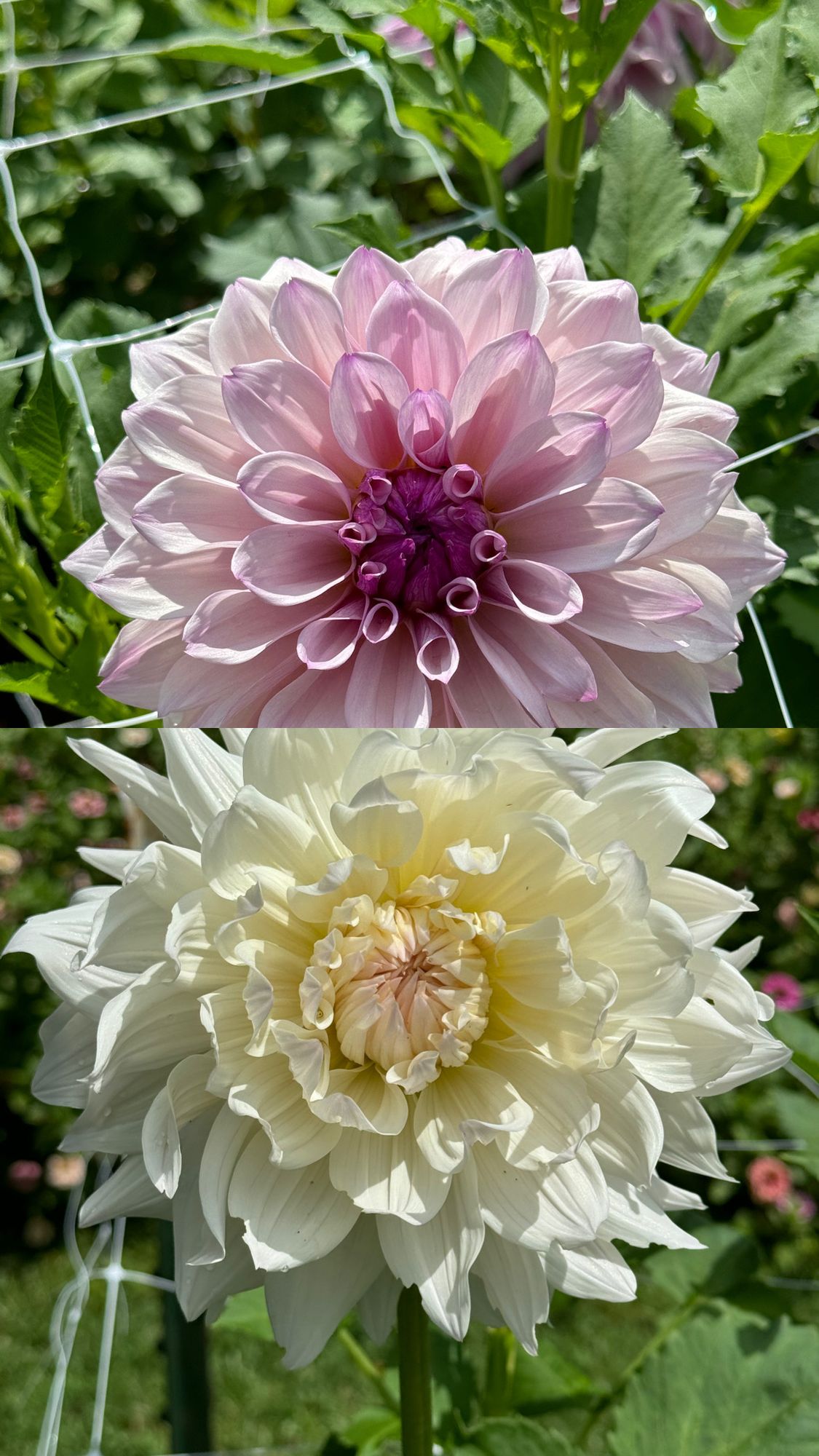 DAHLIA Dinner Plate