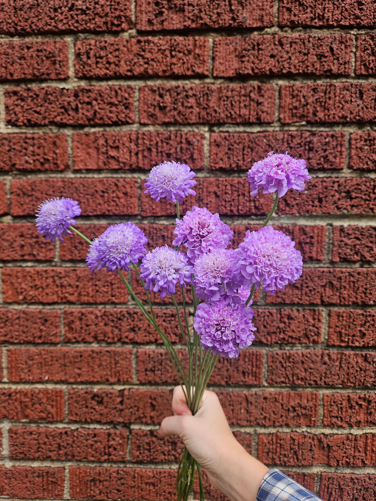 SCABIOSA atropurpurea Oxford Blue