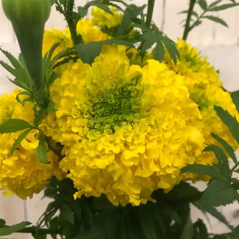 TAGETES erecta