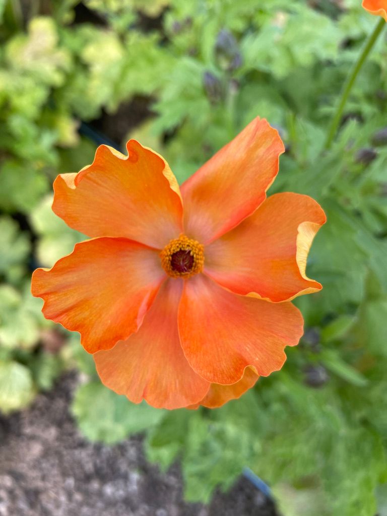 RANUNCULUS Butterfly Charis