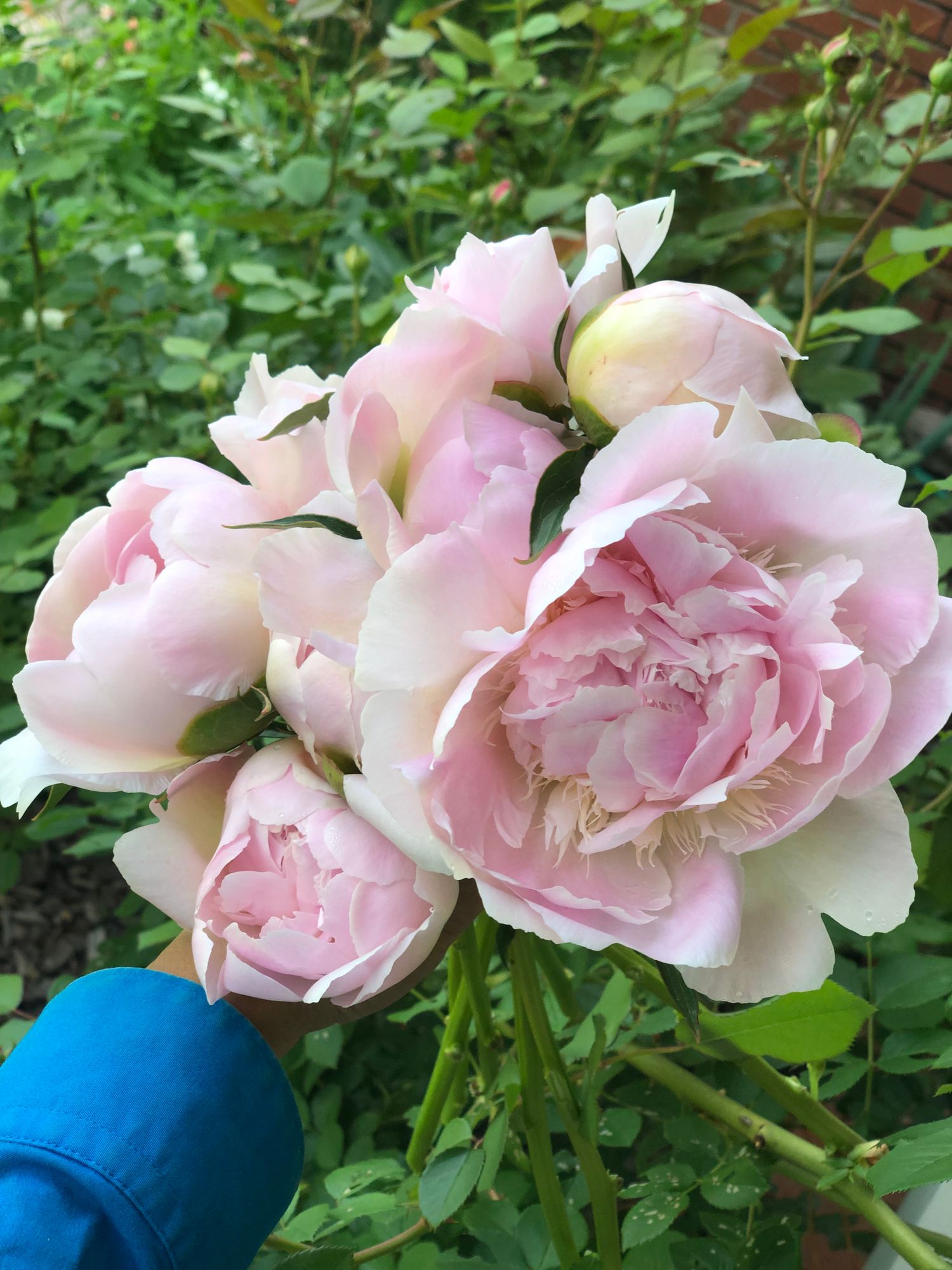 PAEONIA lactiflora Alertie