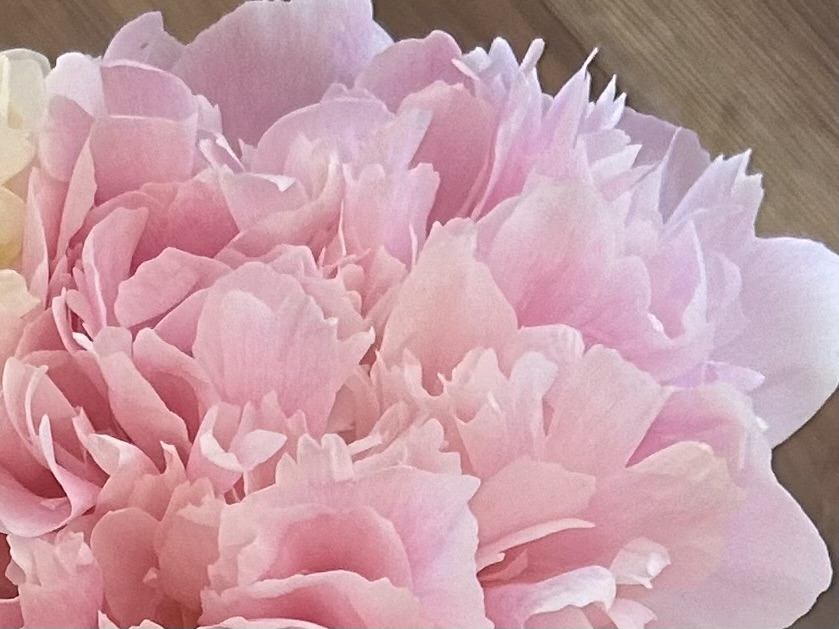 PAEONIA lactiflora Alertie