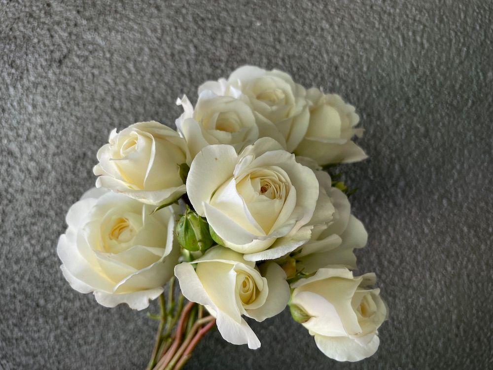 ROSA hybrida Bolero