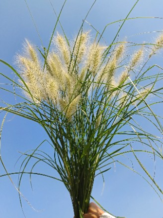 CENCHRUS longisetus Feathertop