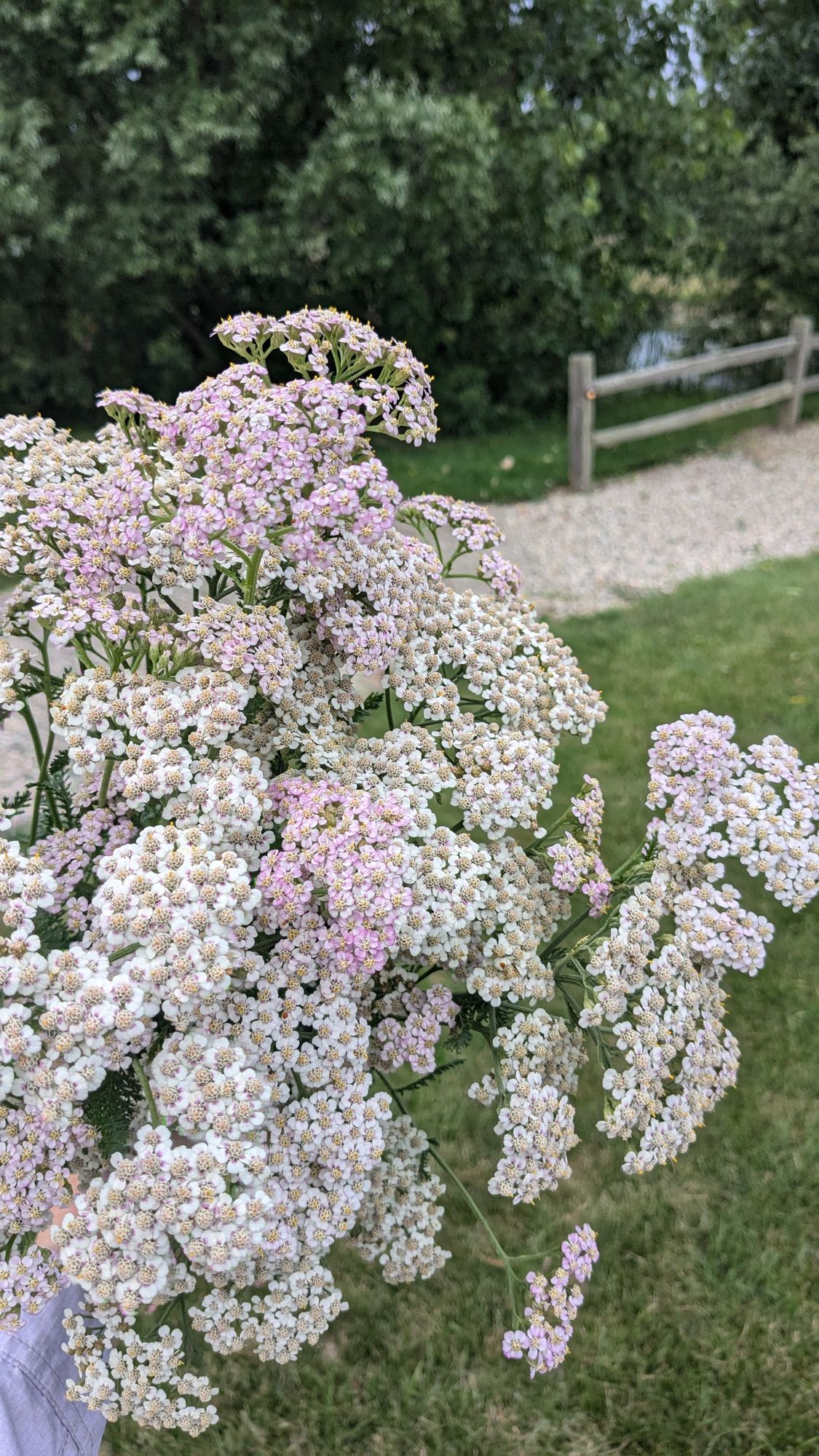 ACHILLEA millefolium