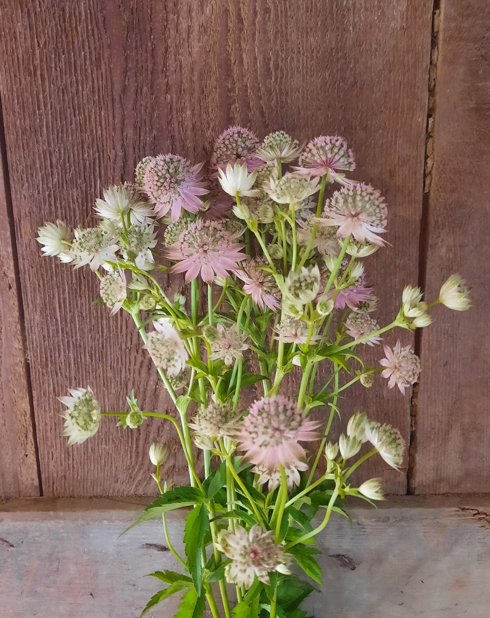 ASTRANTIA major