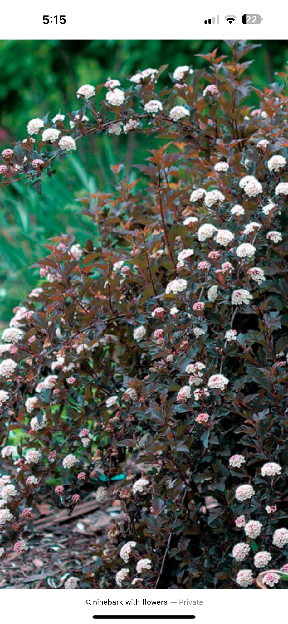 PHYSOCARPUS opulifolius