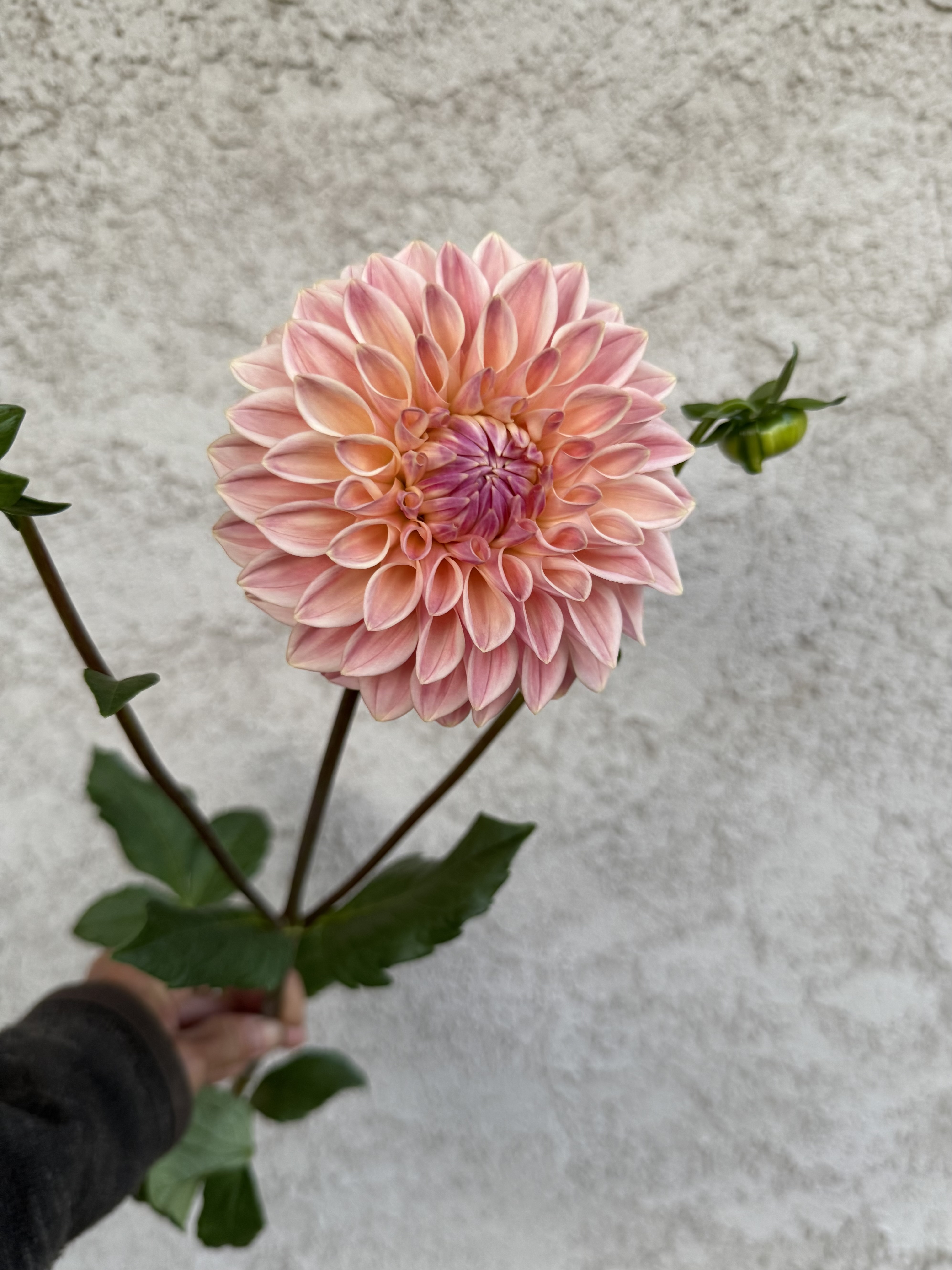 DAHLIA Decorative