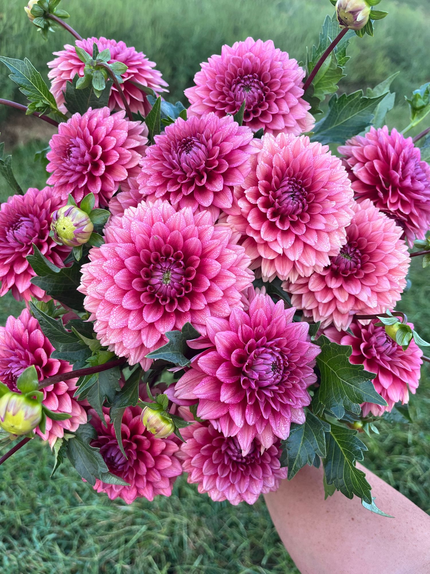 DAHLIA Mystique