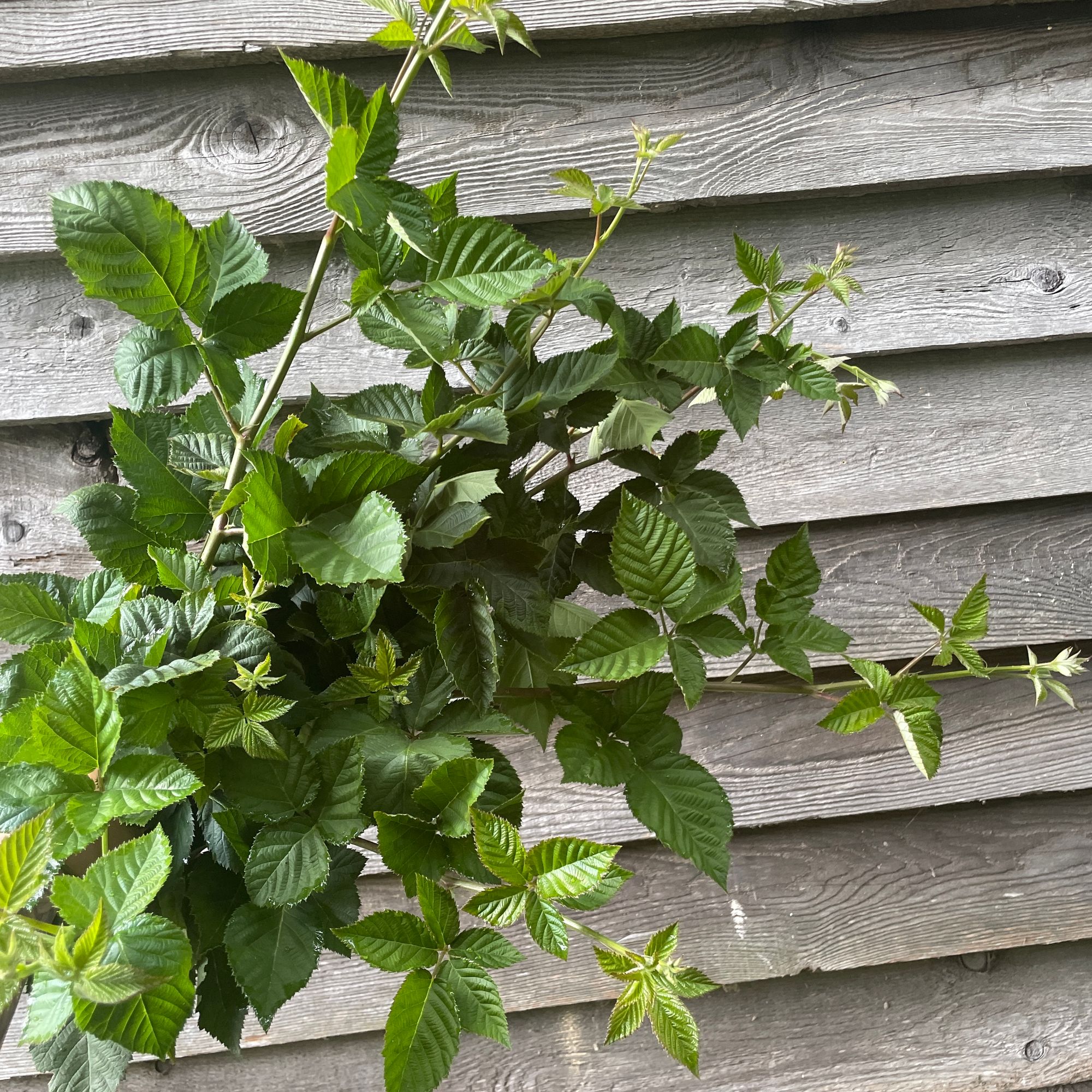 RUBUS fruticosus
