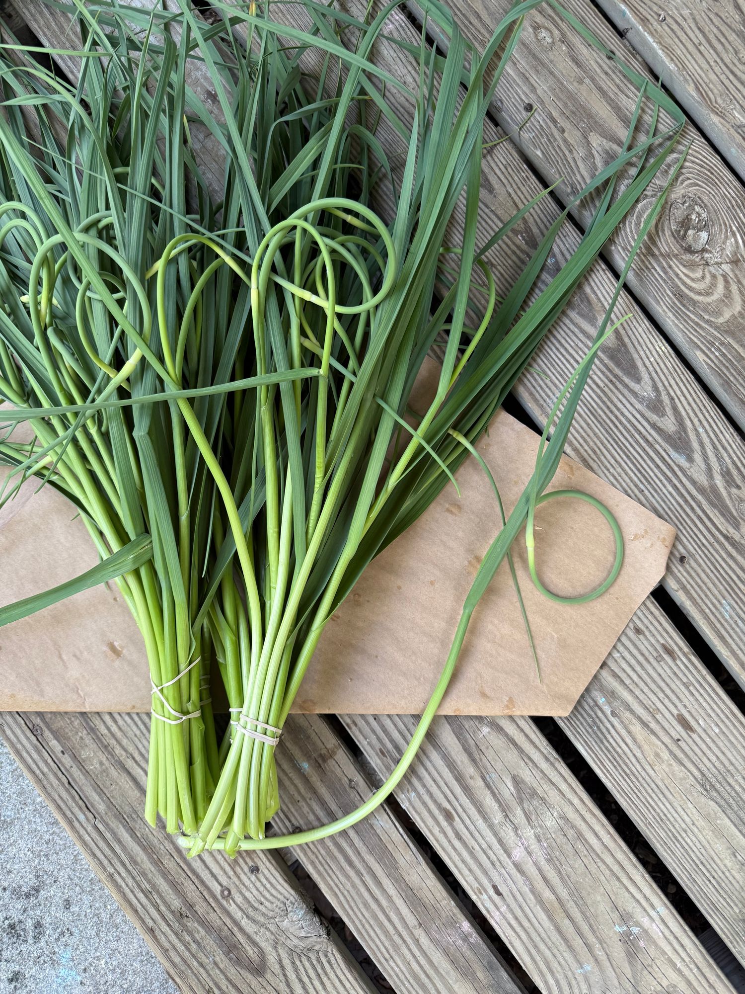 ALLIUM sativum var. ophioscorodon
