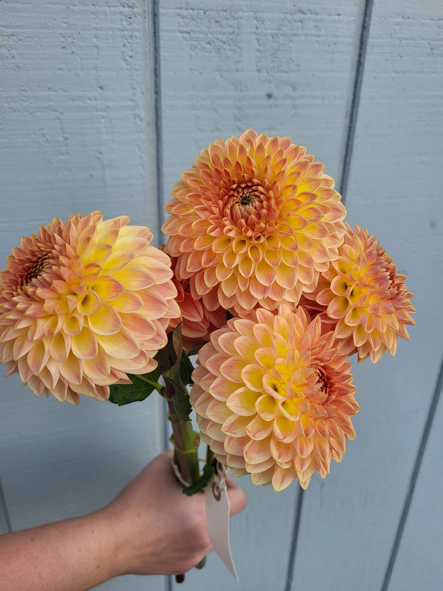 DAHLIA Blyton Softer Gleam