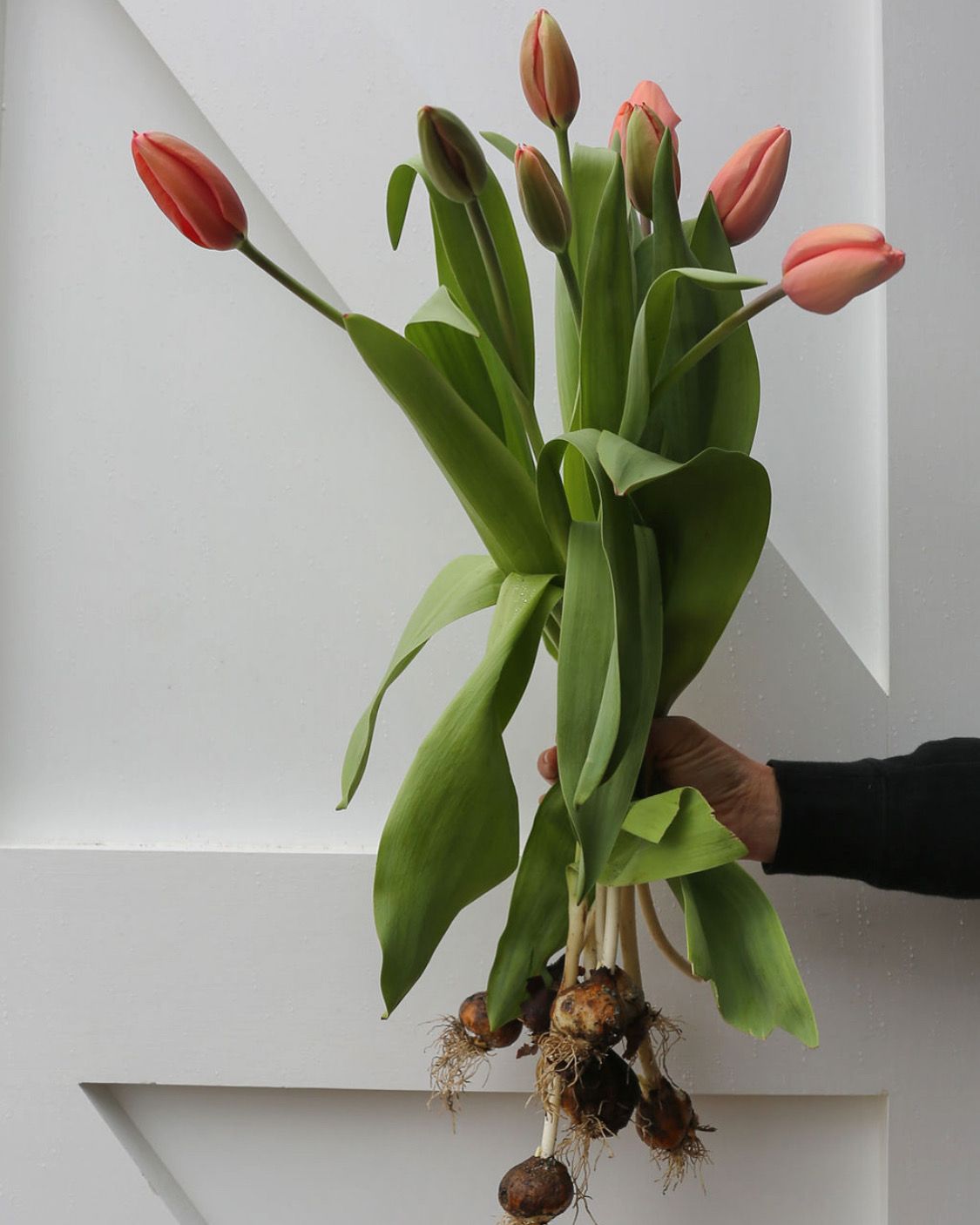 TULIPA Apricot Impression