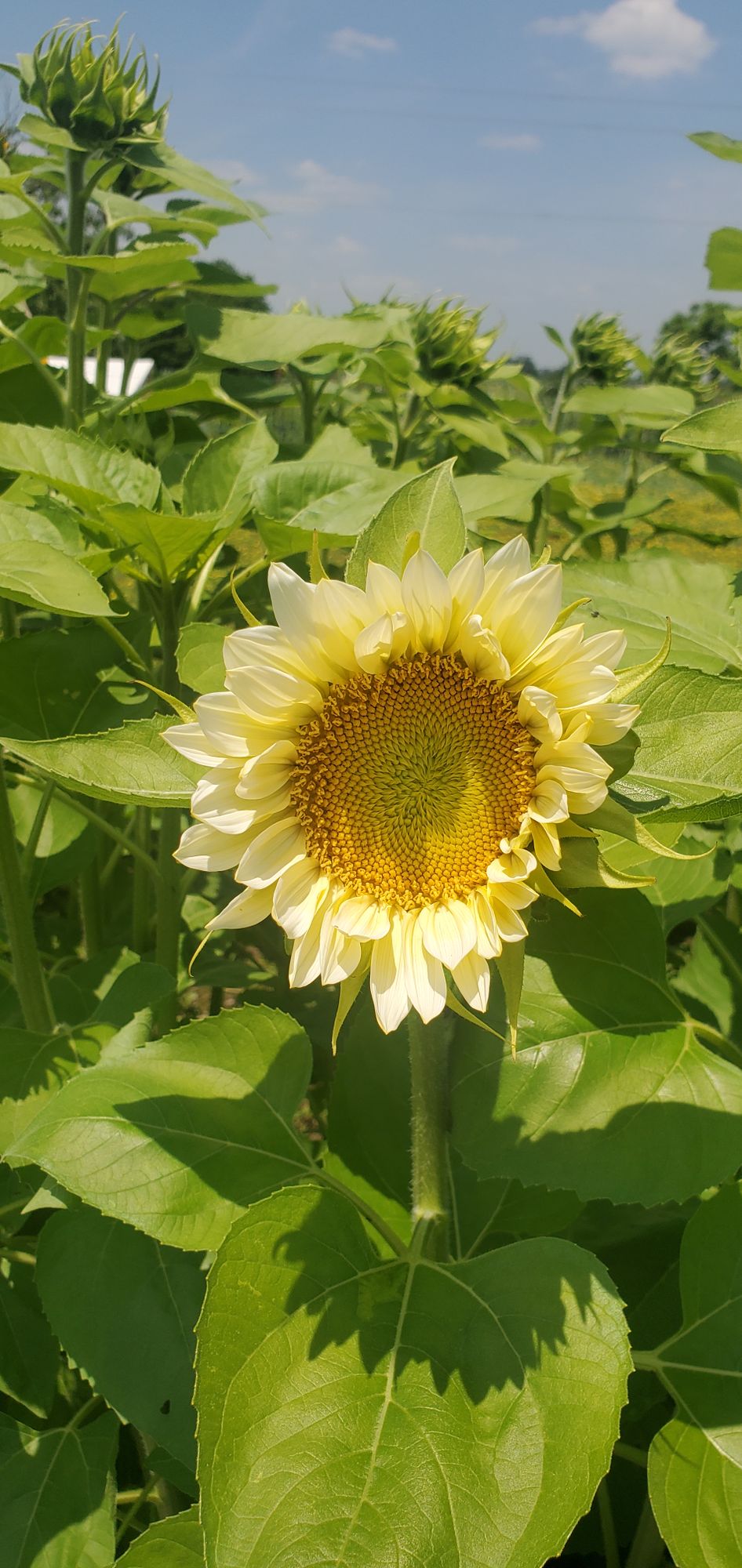 HELIANTHUS annuus ProCut White Lite
