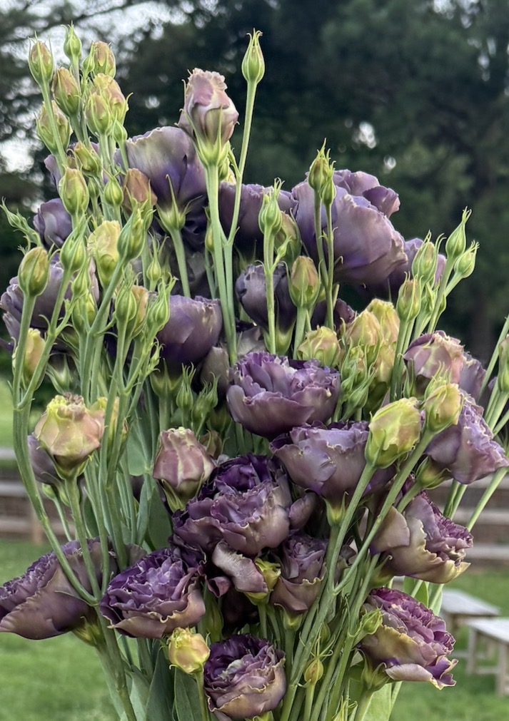 EUSTOMA grandiflorum Rosanne Black Pearl