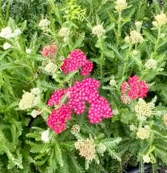 ACHILLEA millefolium