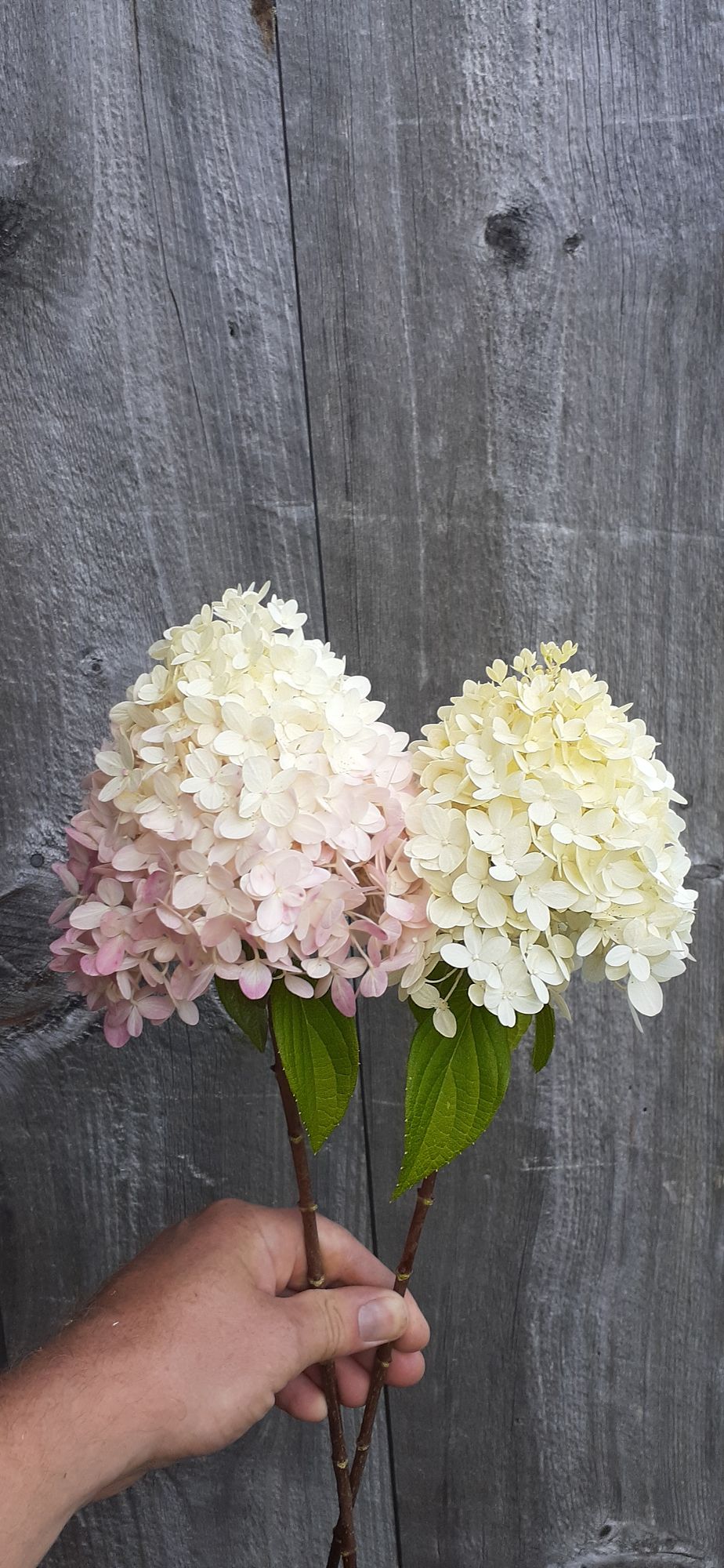 HYDRANGEA paniculata Pillow Talk