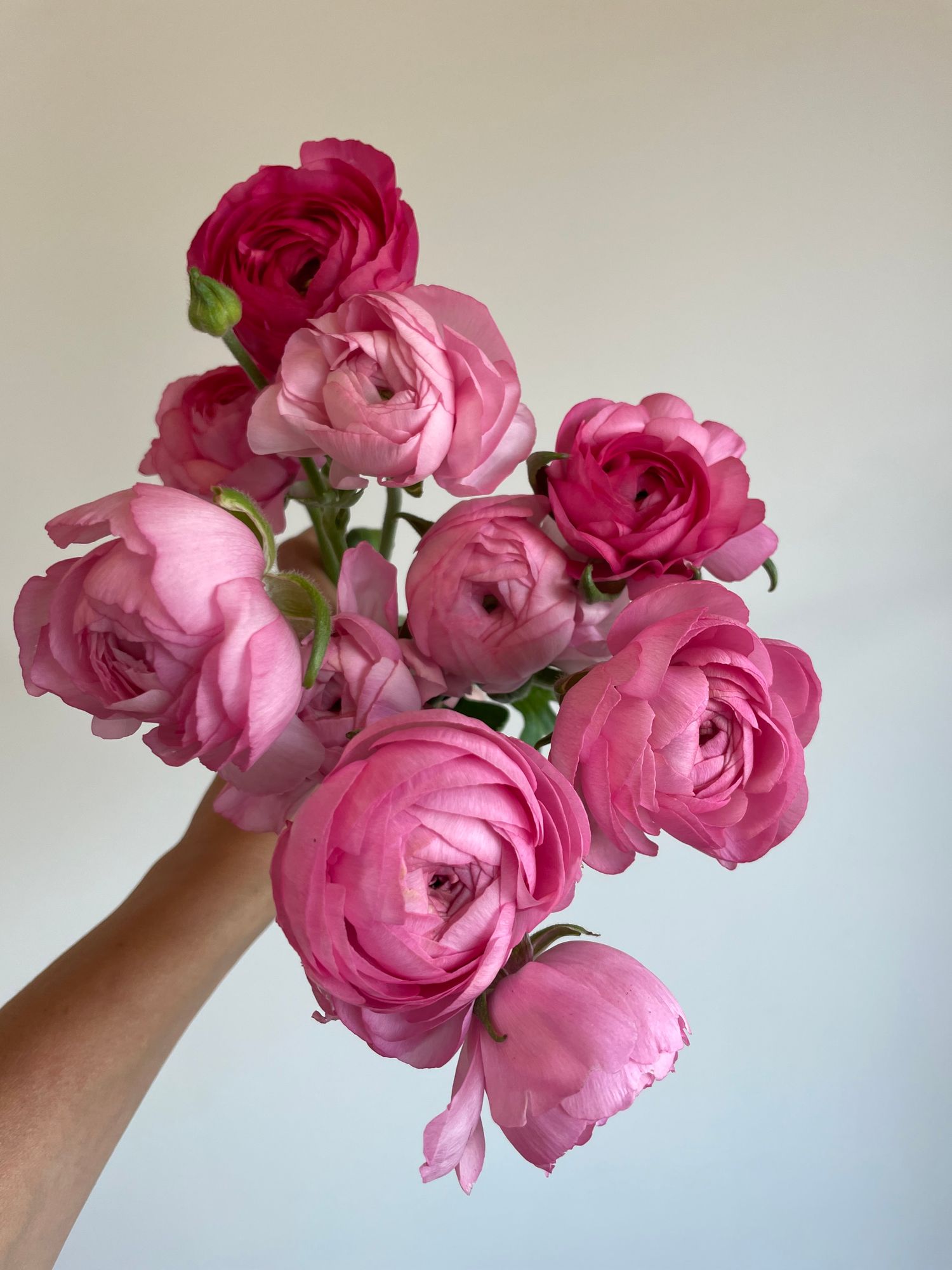 RANUNCULUS Elegance Rosa