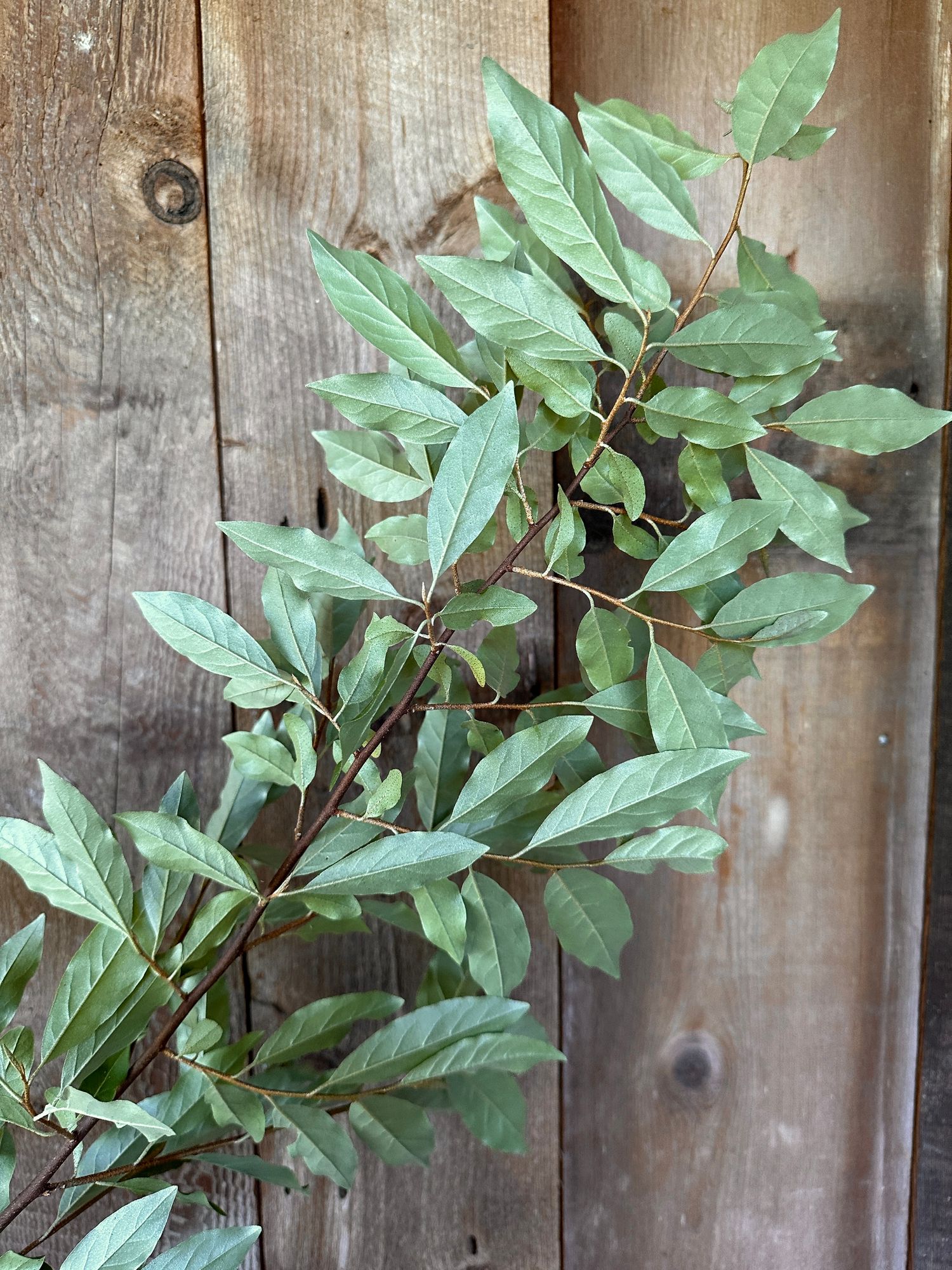 ELAEAGNUS angustifolia