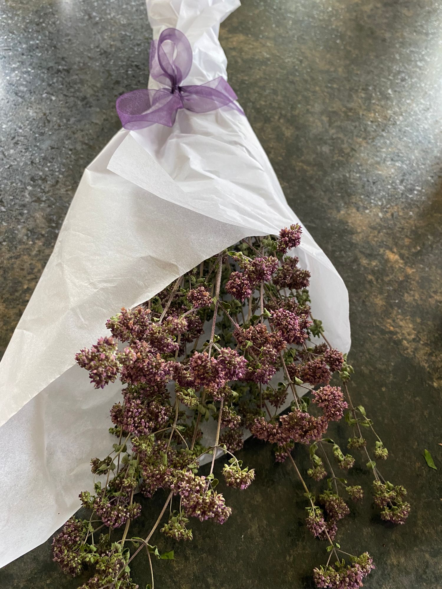 ORIGANUM rotundifolium x scabrum Kent Beauty