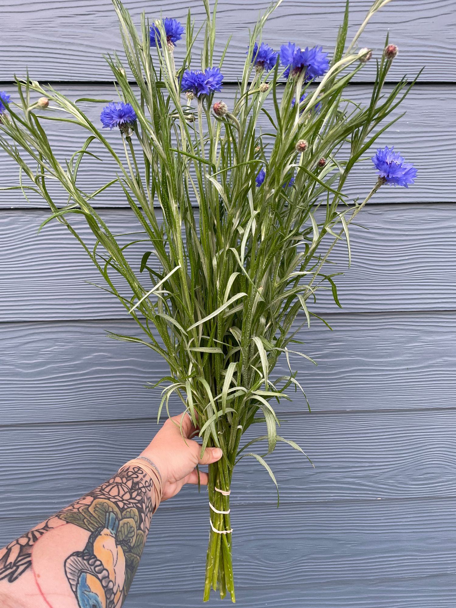 CENTAUREA cyanus Blue Boy