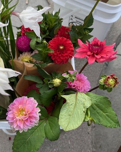 Small Mixed Dahlias
