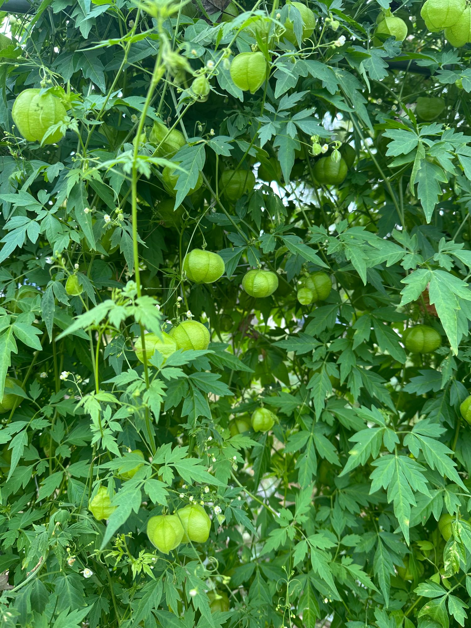 CARDIOSPERMUM halicacabum