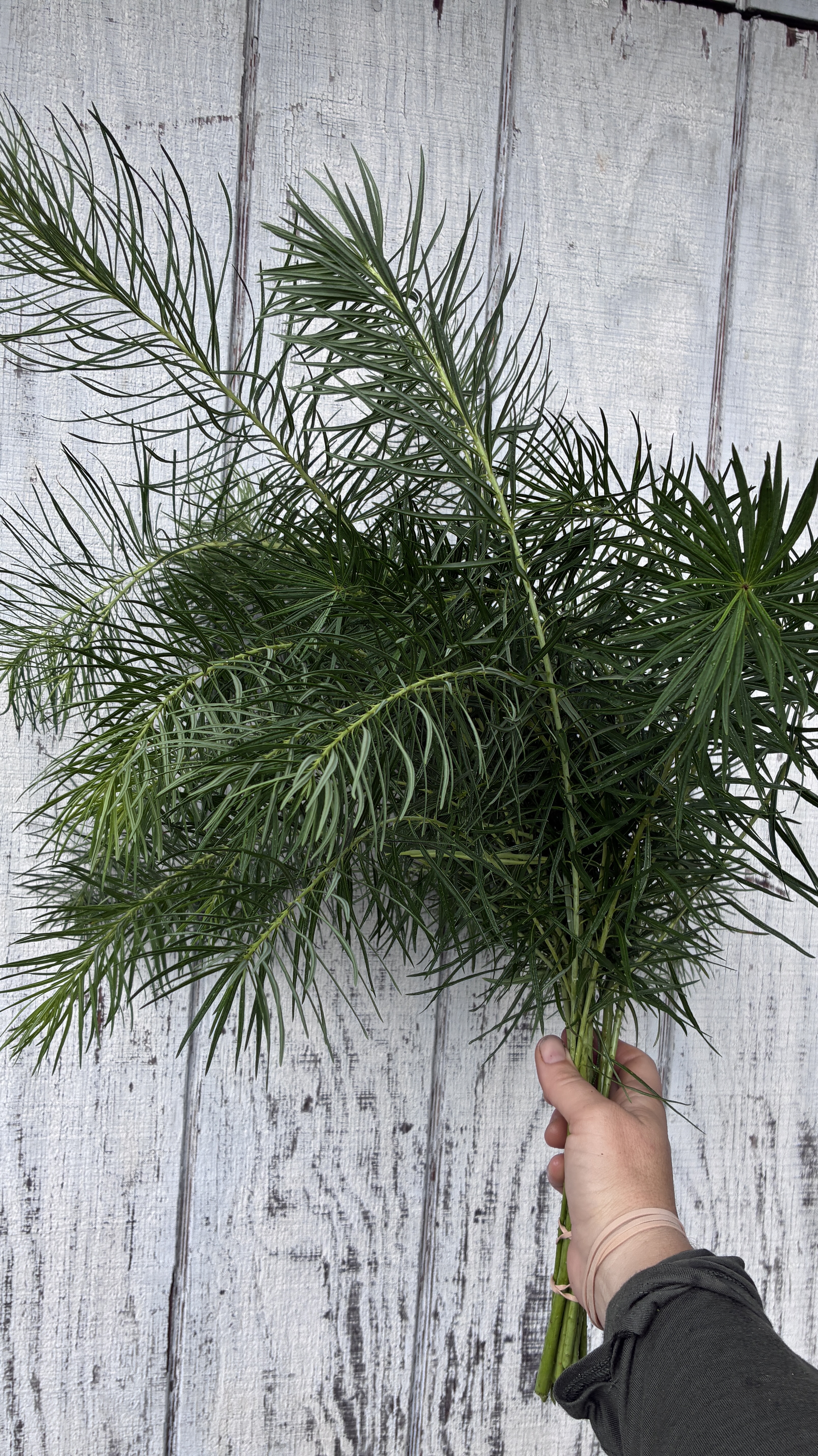 AMSONIA hubrichtii