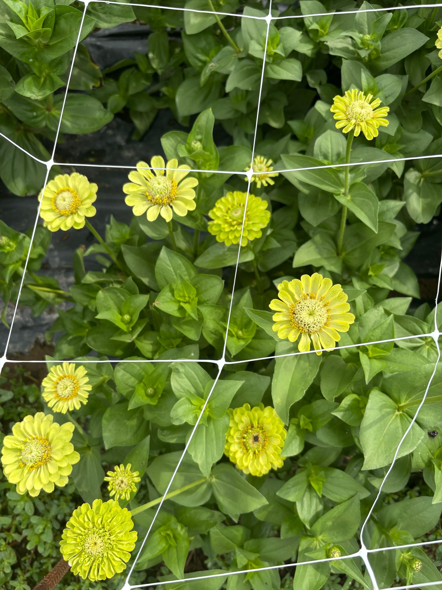ZINNIA elegans Benarys Giant