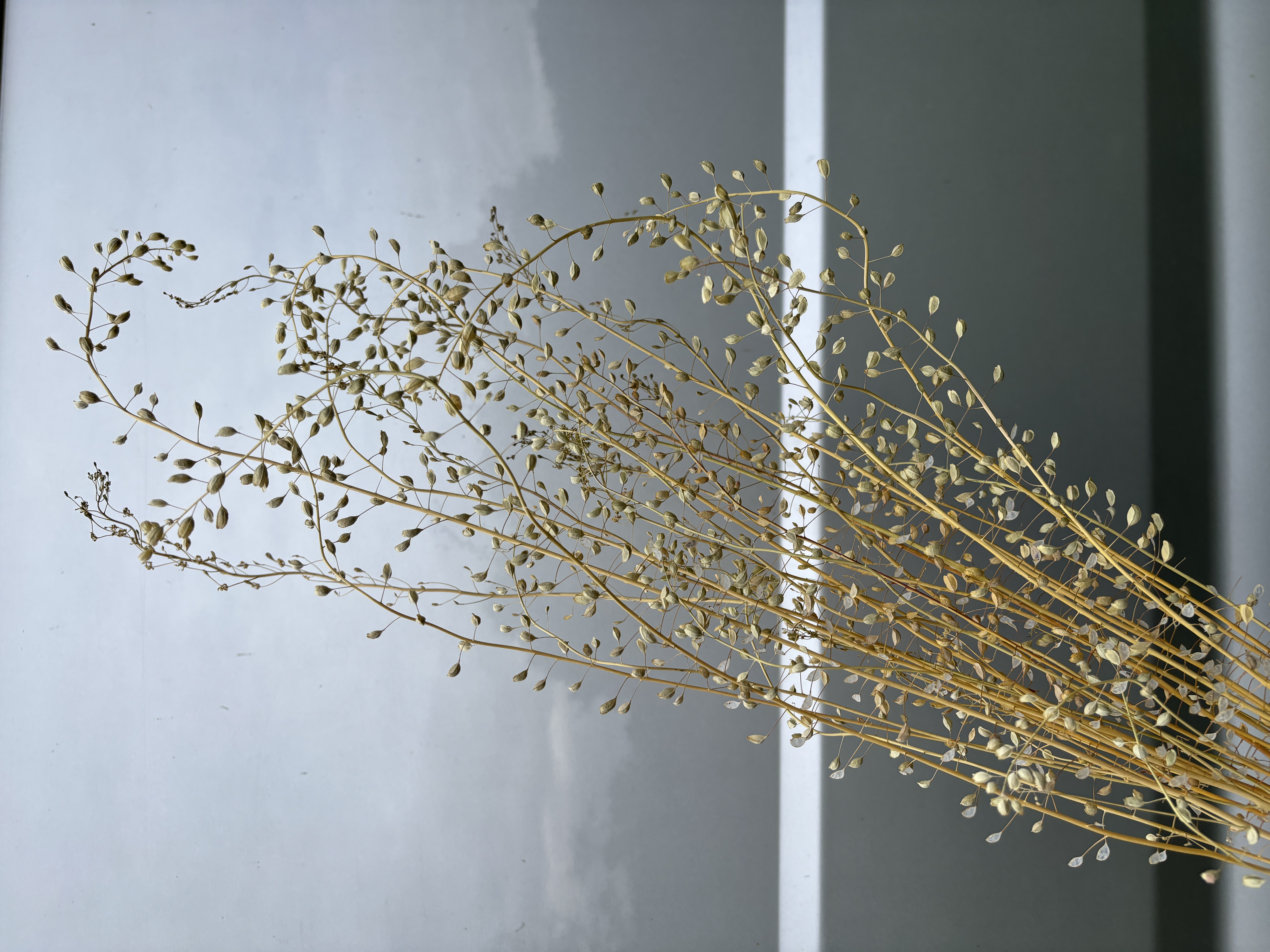 LEPIDIUM sativum Attraxa