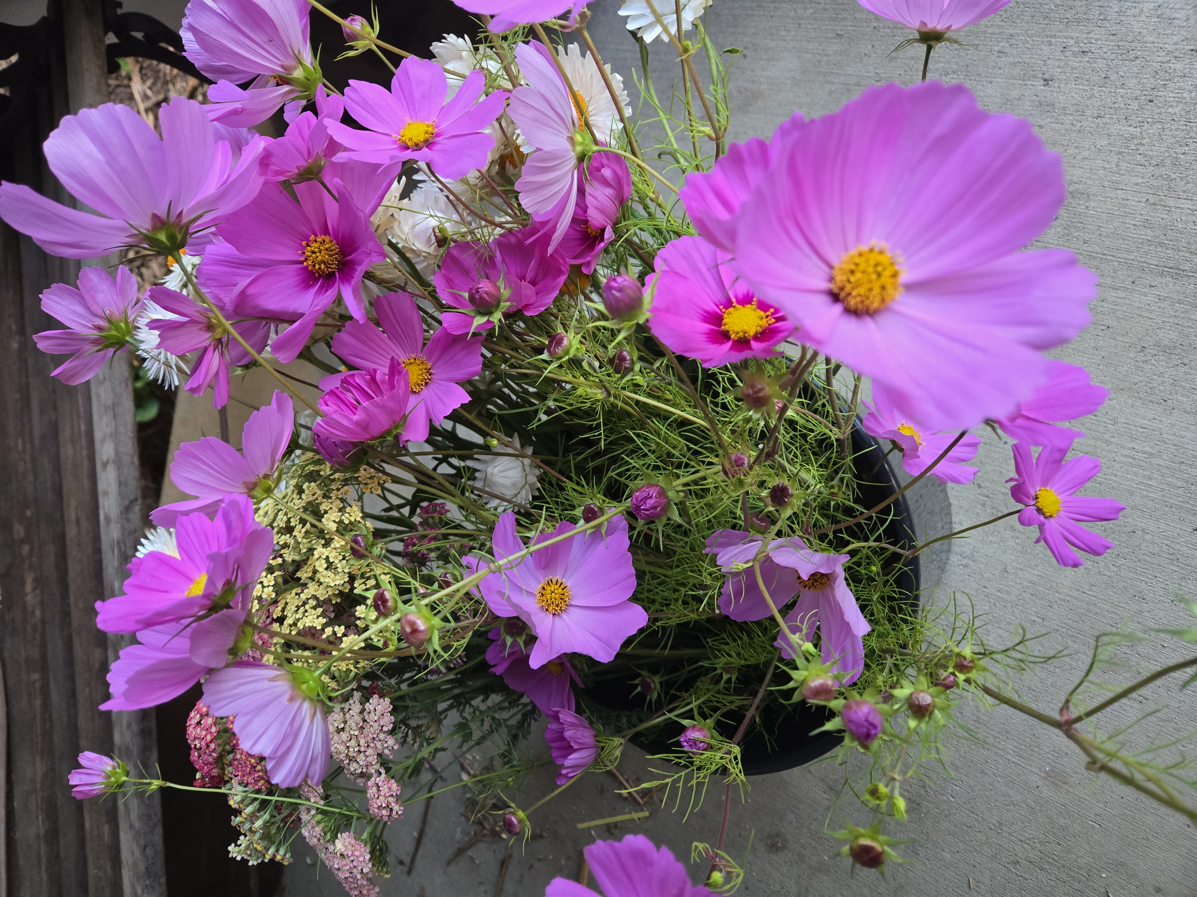 COSMOS bipinnatus