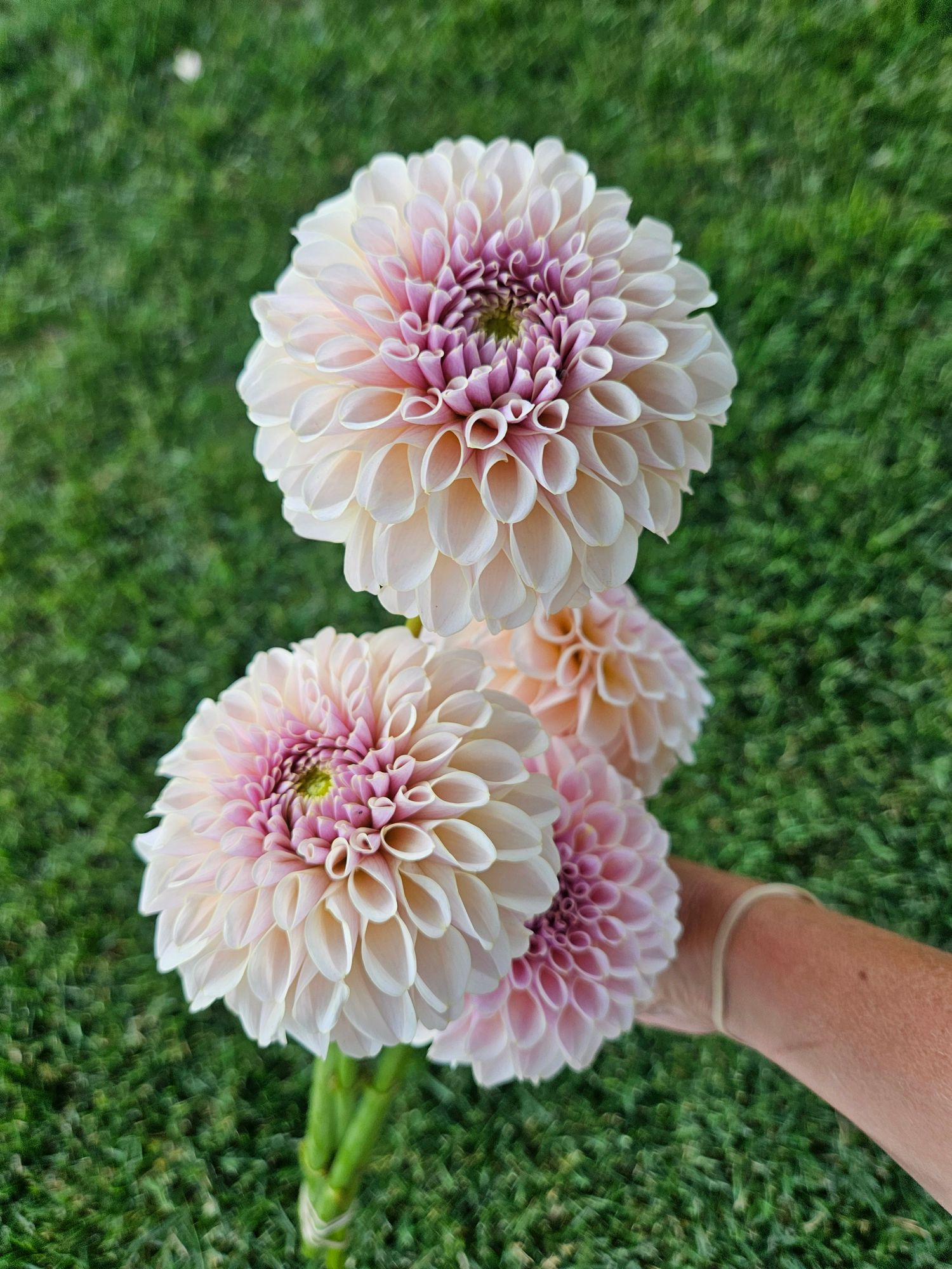 DAHLIA KA Cinder Rose
