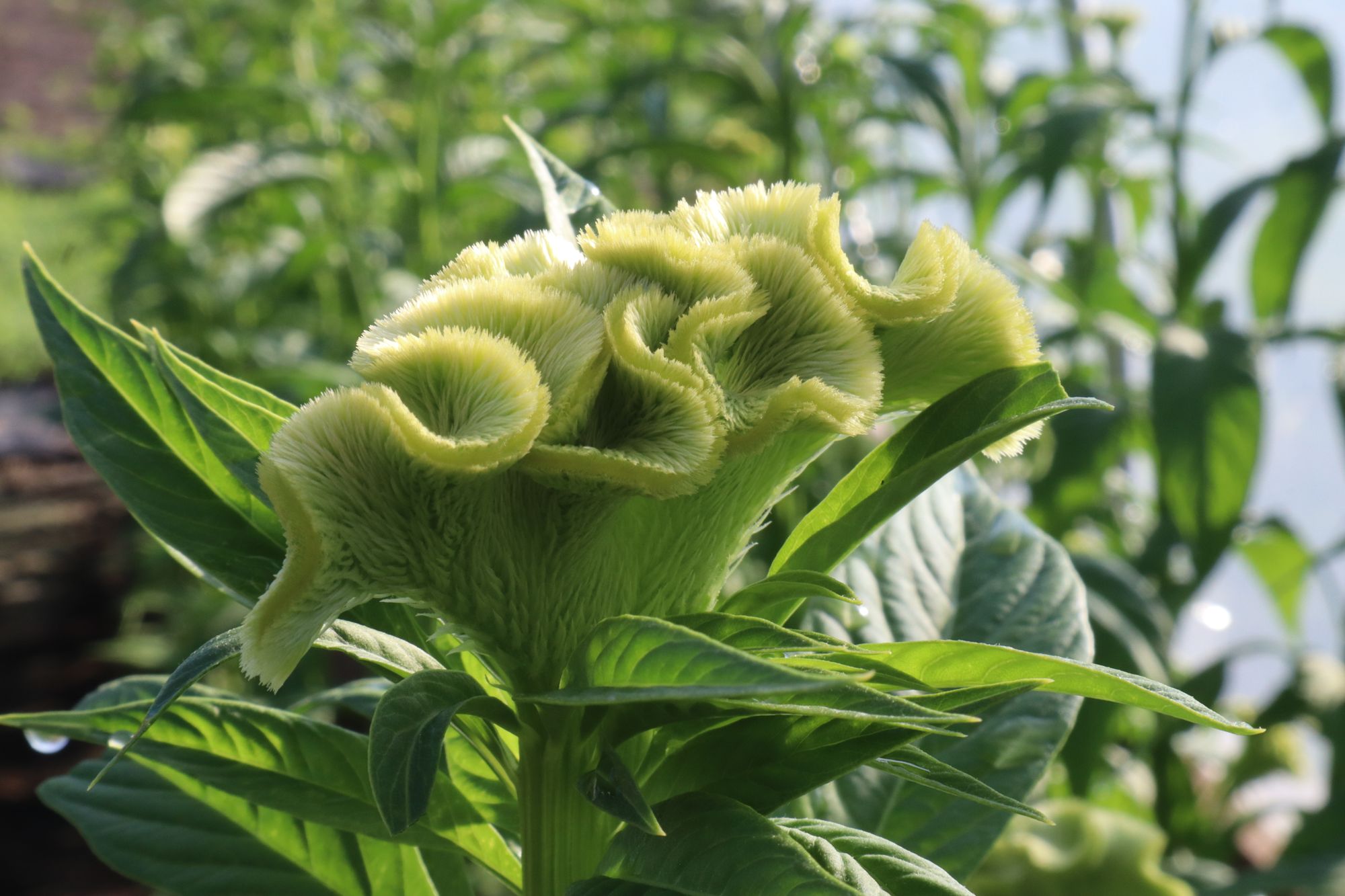 CELOSIA argentea var. cristata Act Verda