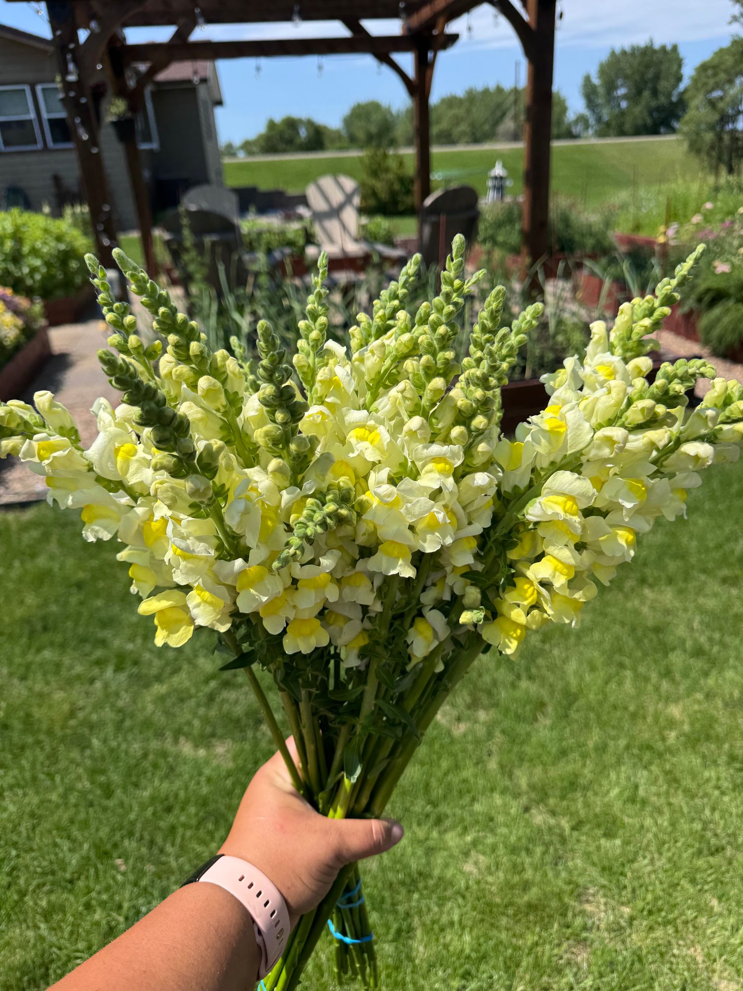 ANTIRRHINUM majus