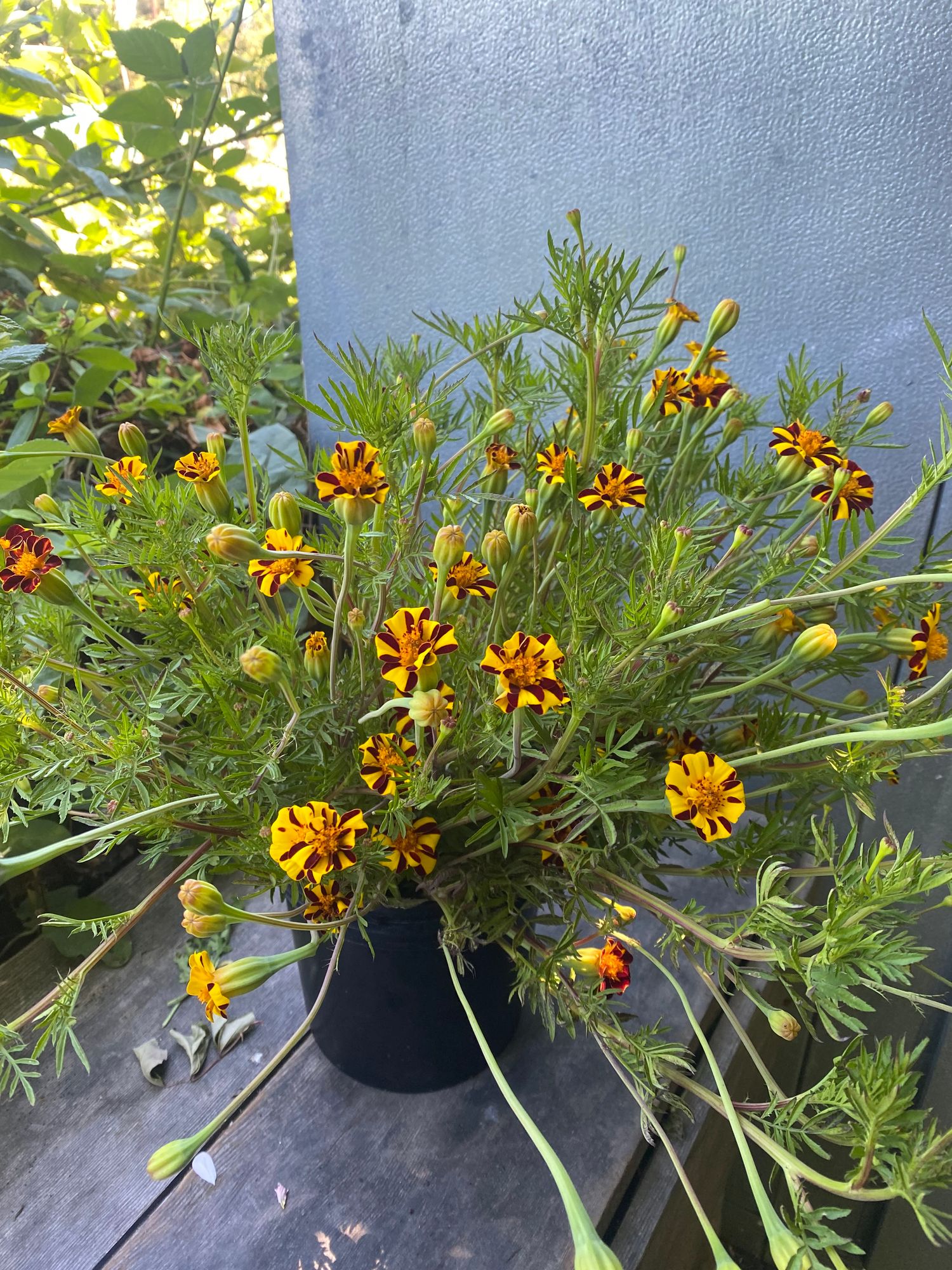 TAGETES patula Harlequin