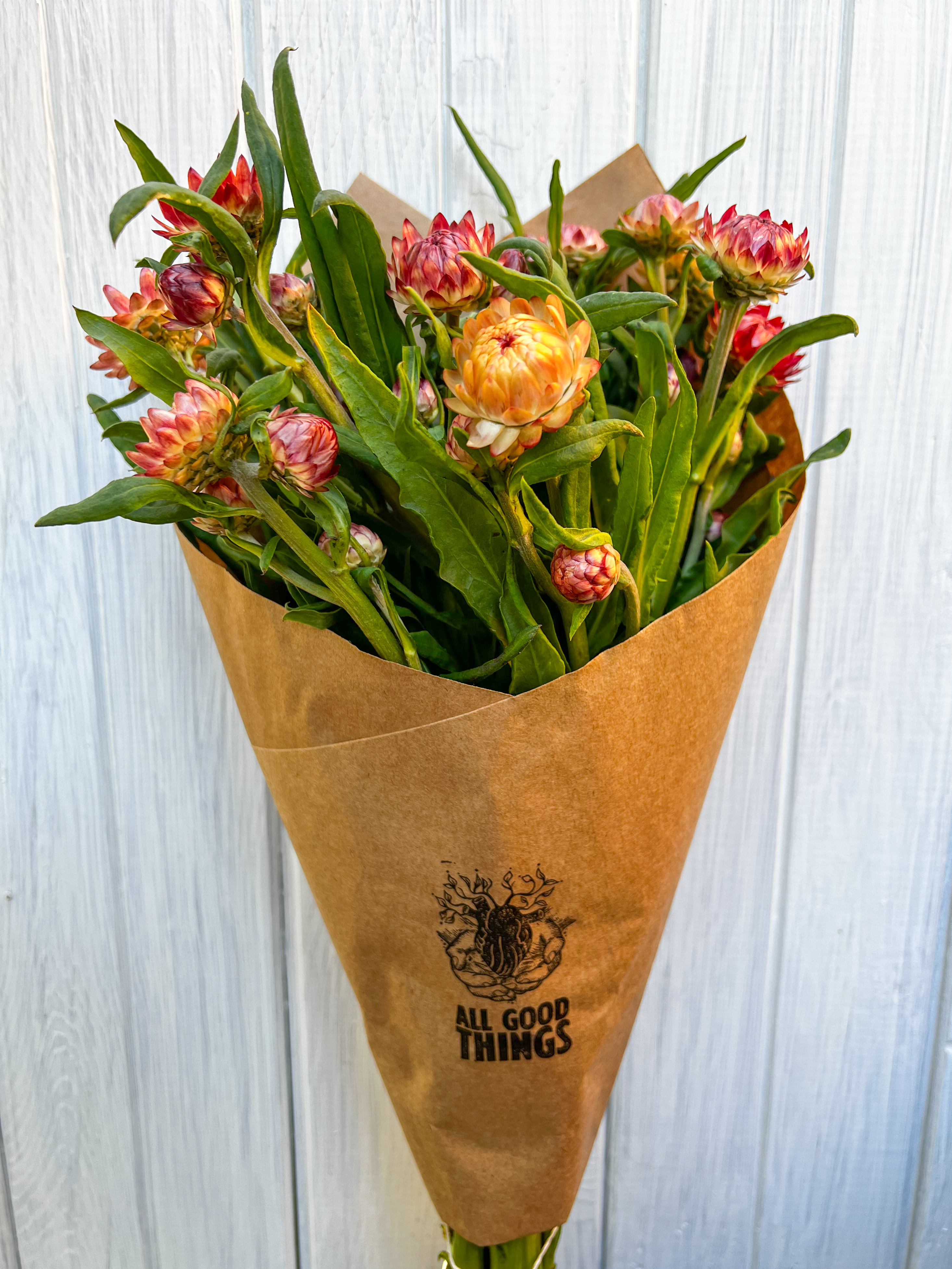 XEROCHRYSUM bracteatum Copper Red