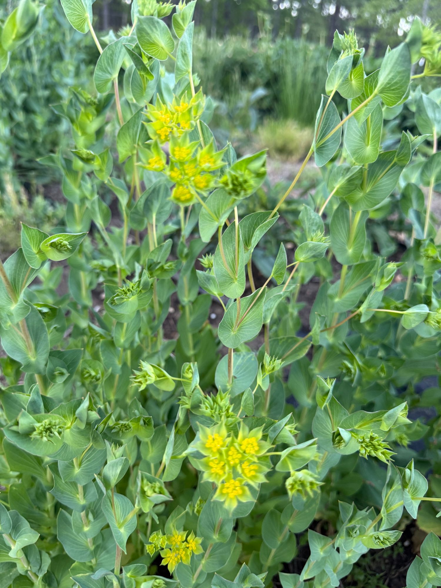 BUPLEURUM griffithii Green Gold