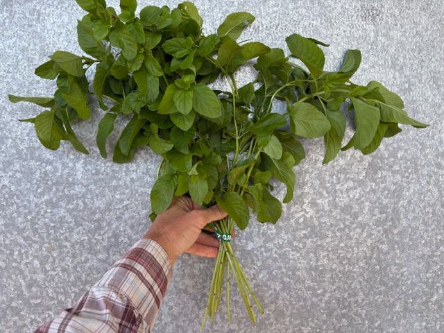 MENTHA piperita x citrata