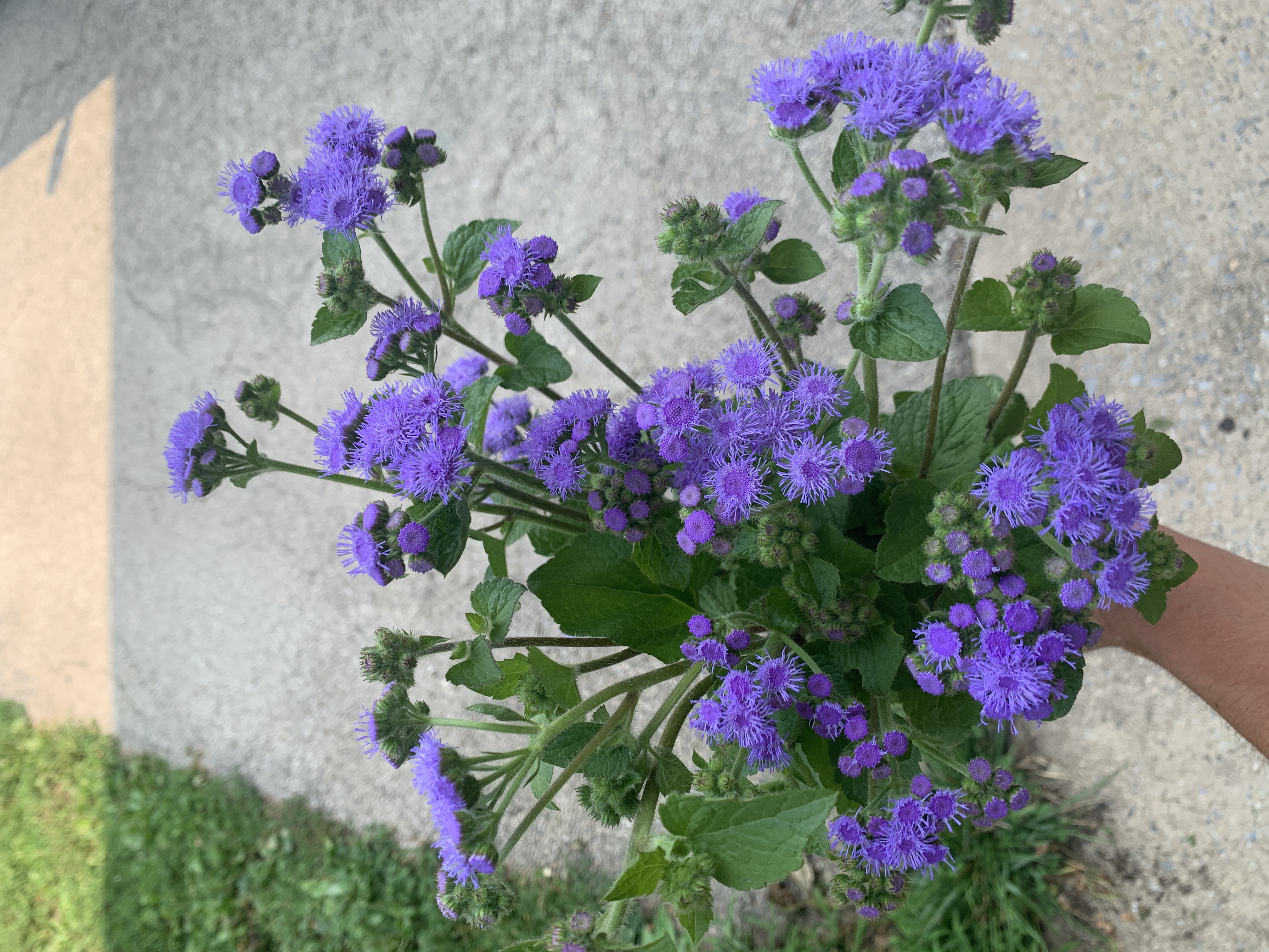 AGERATUM houstonianum Blue Horizon