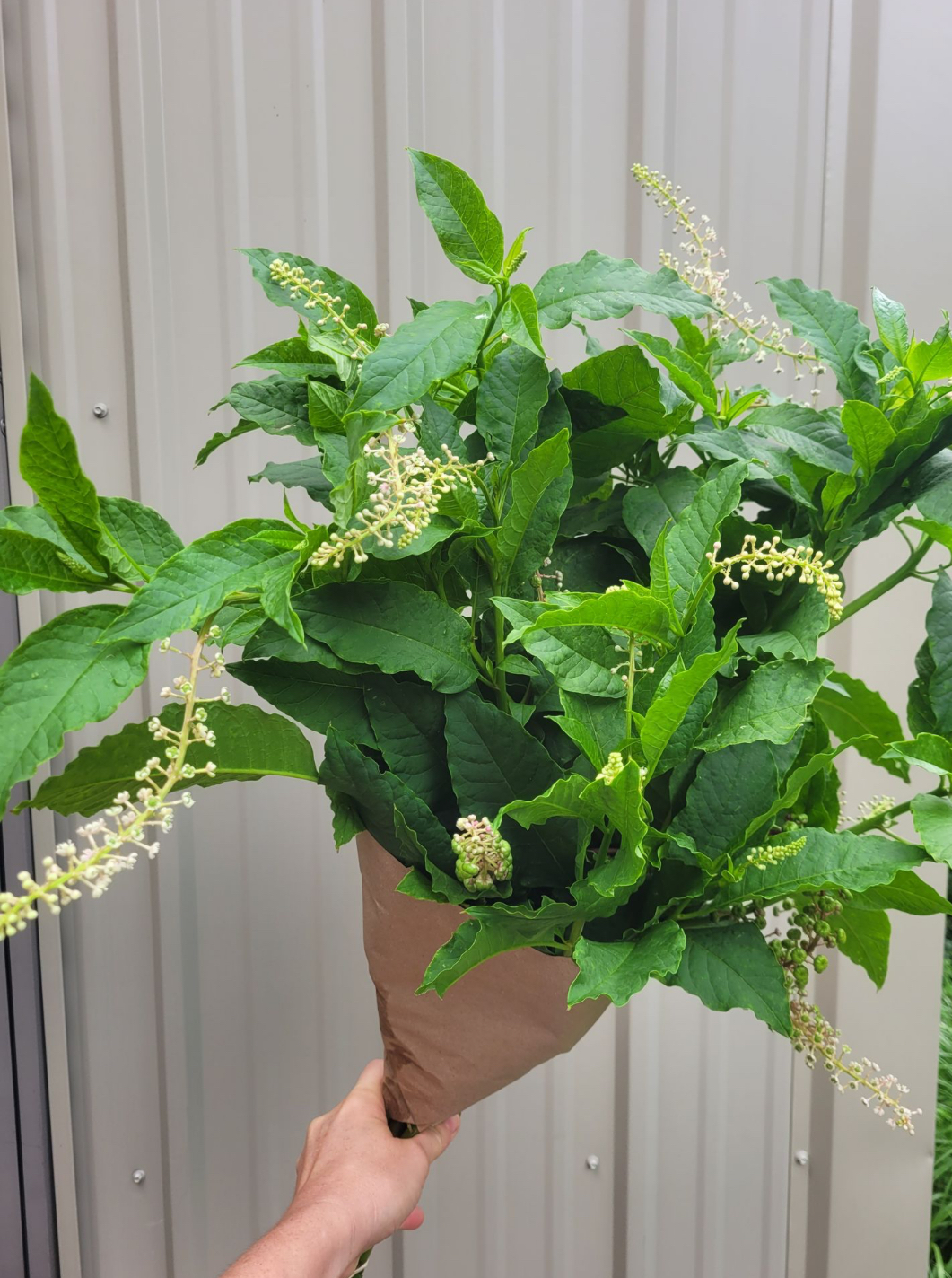 PHYTOLACCA americana