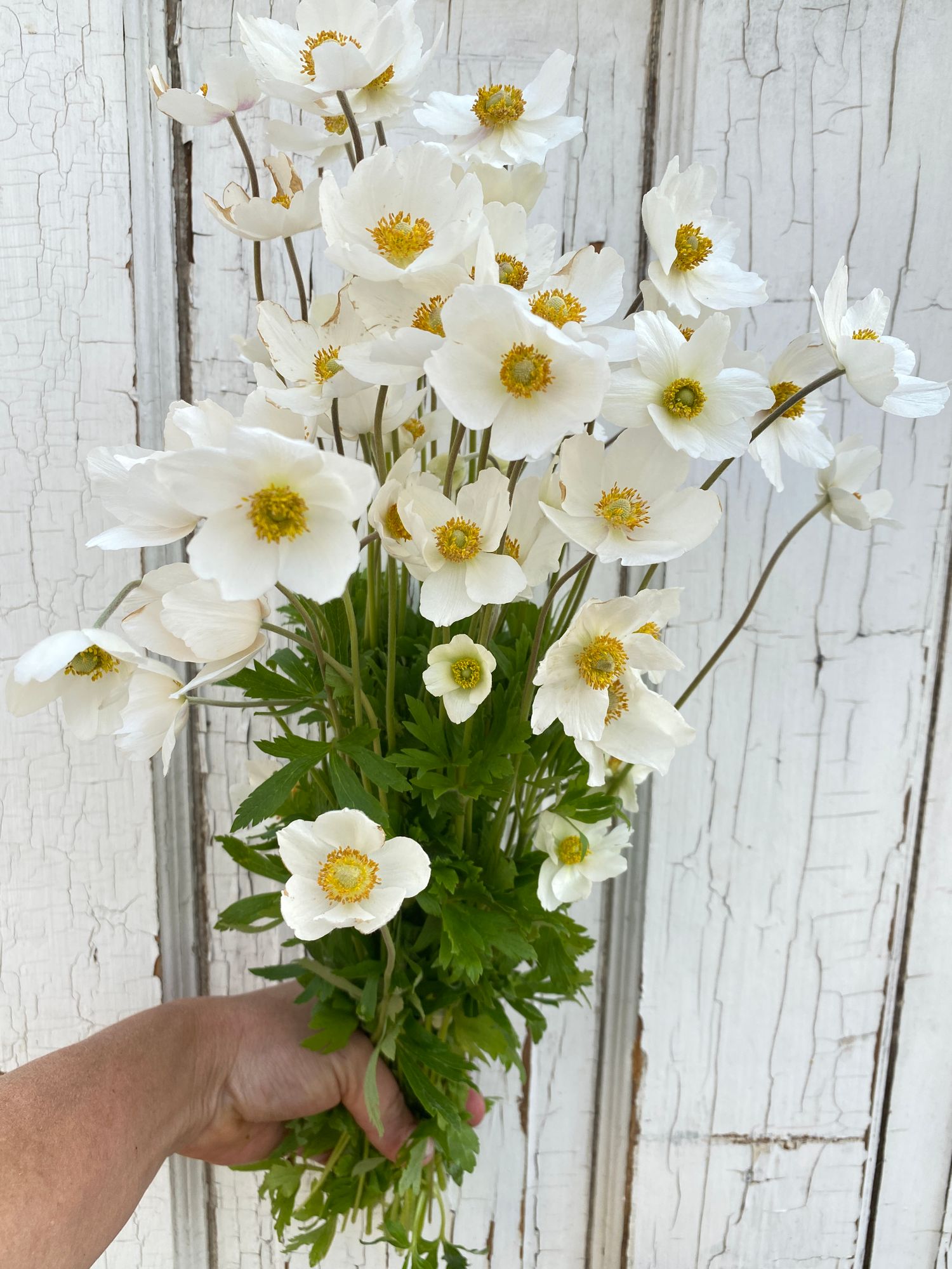 ANEMONE hupehensis