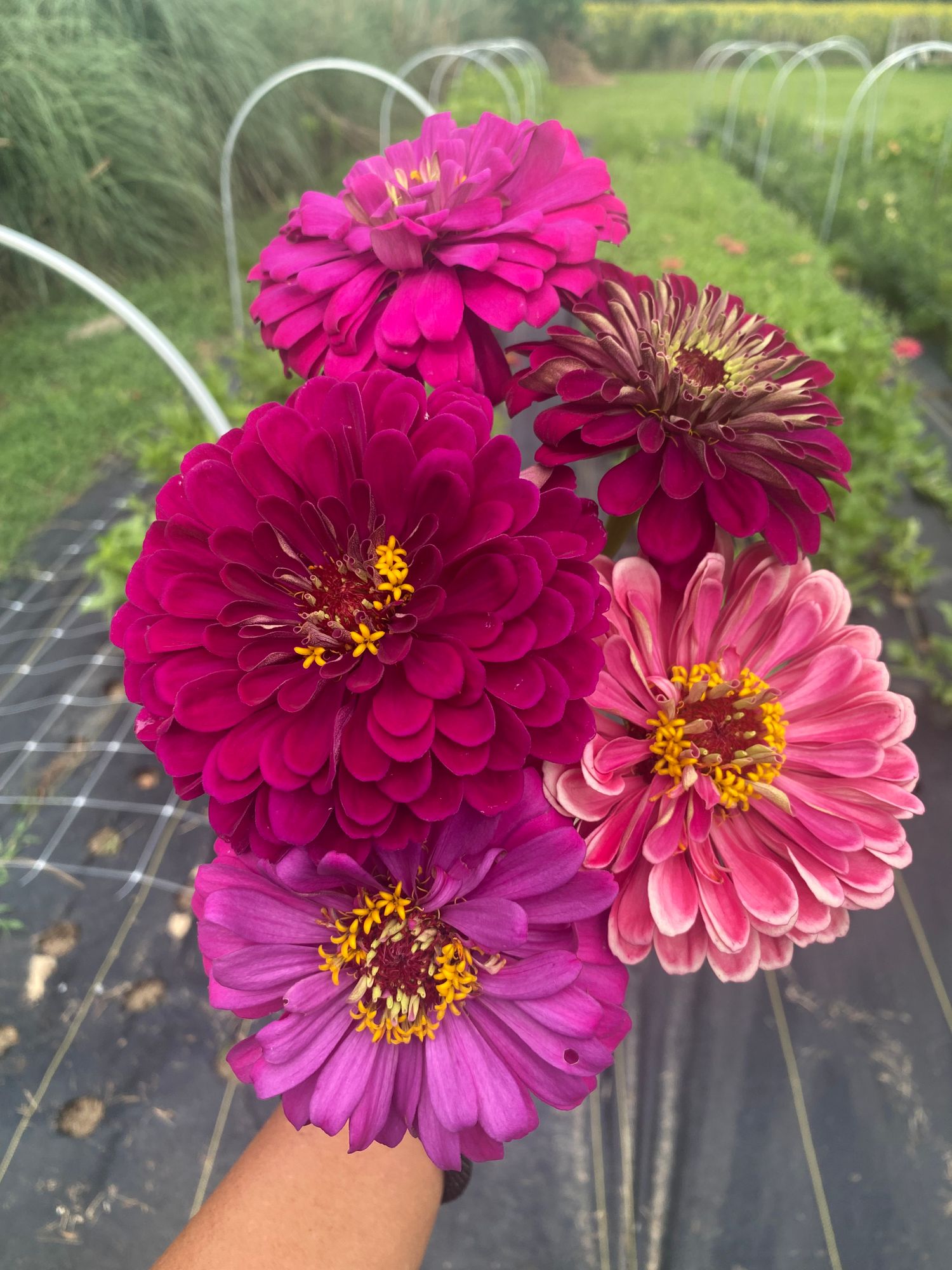 ZINNIA elegans Benarys Giant