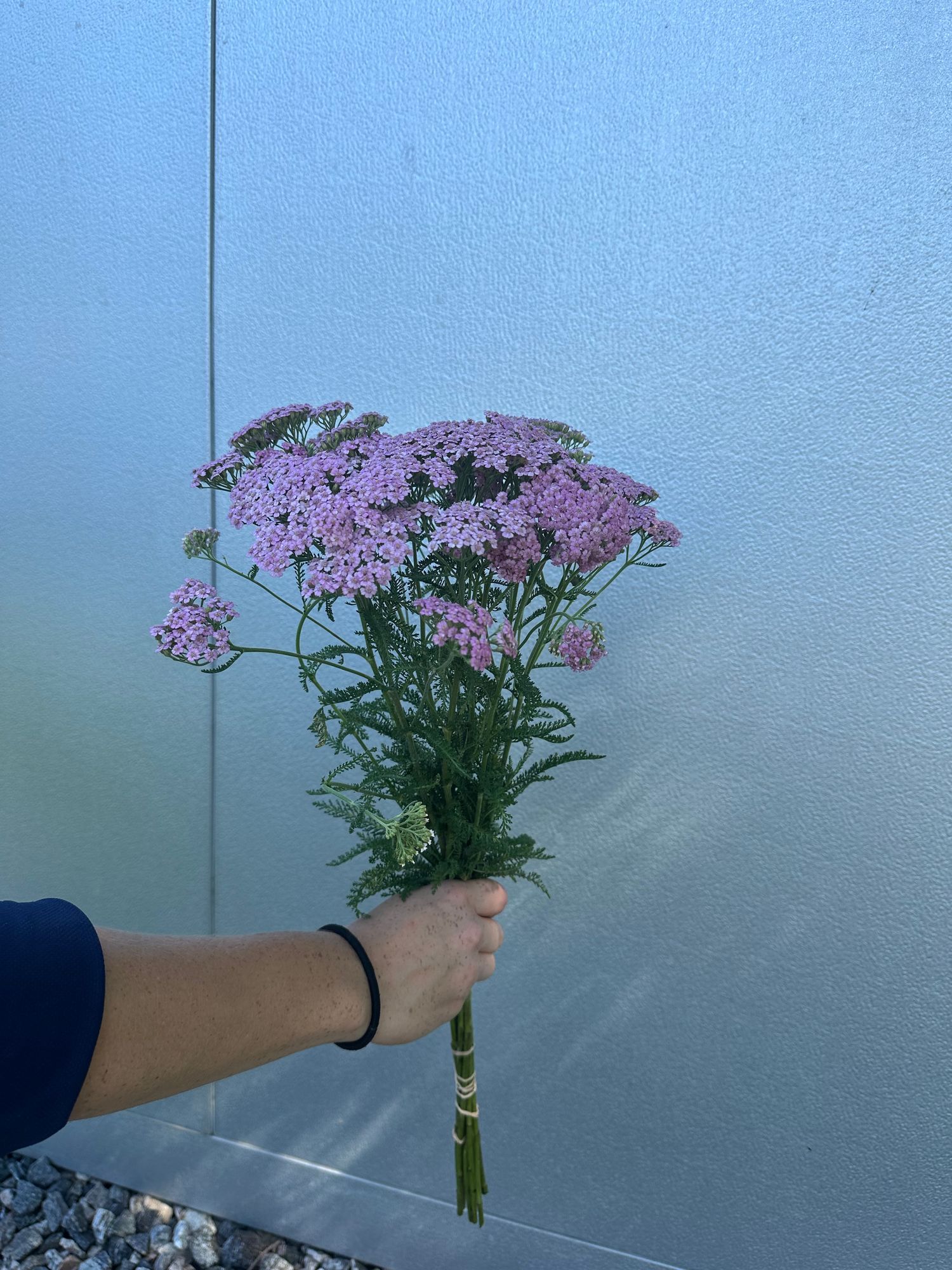 ACHILLEA ageratifolia