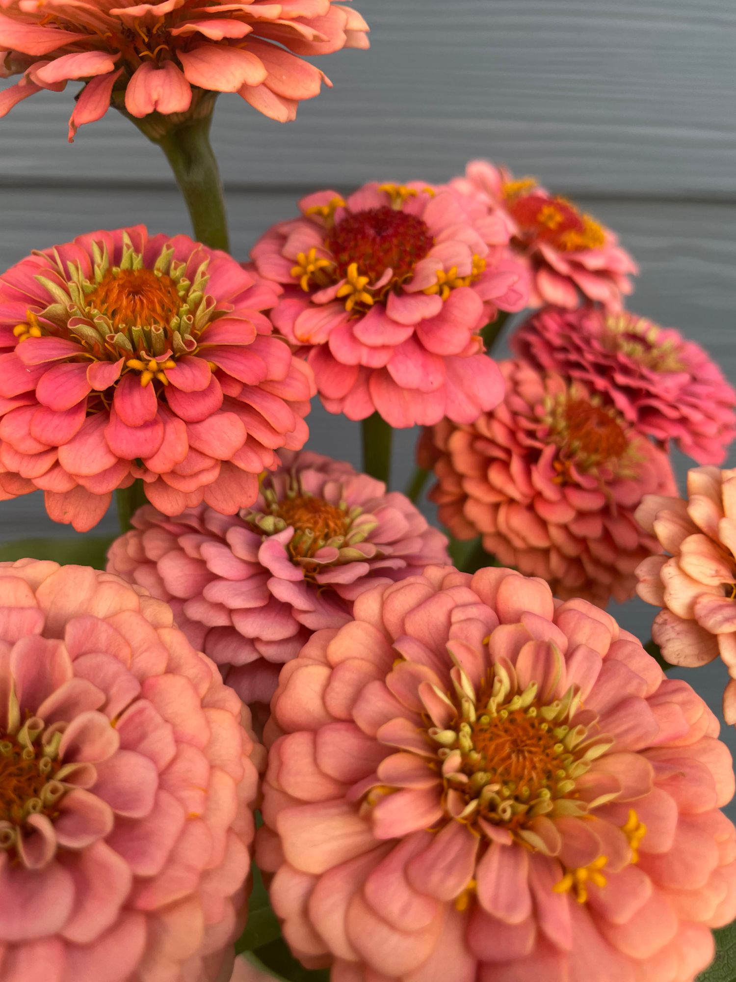 ZINNIA elegans Oklahoma Series
