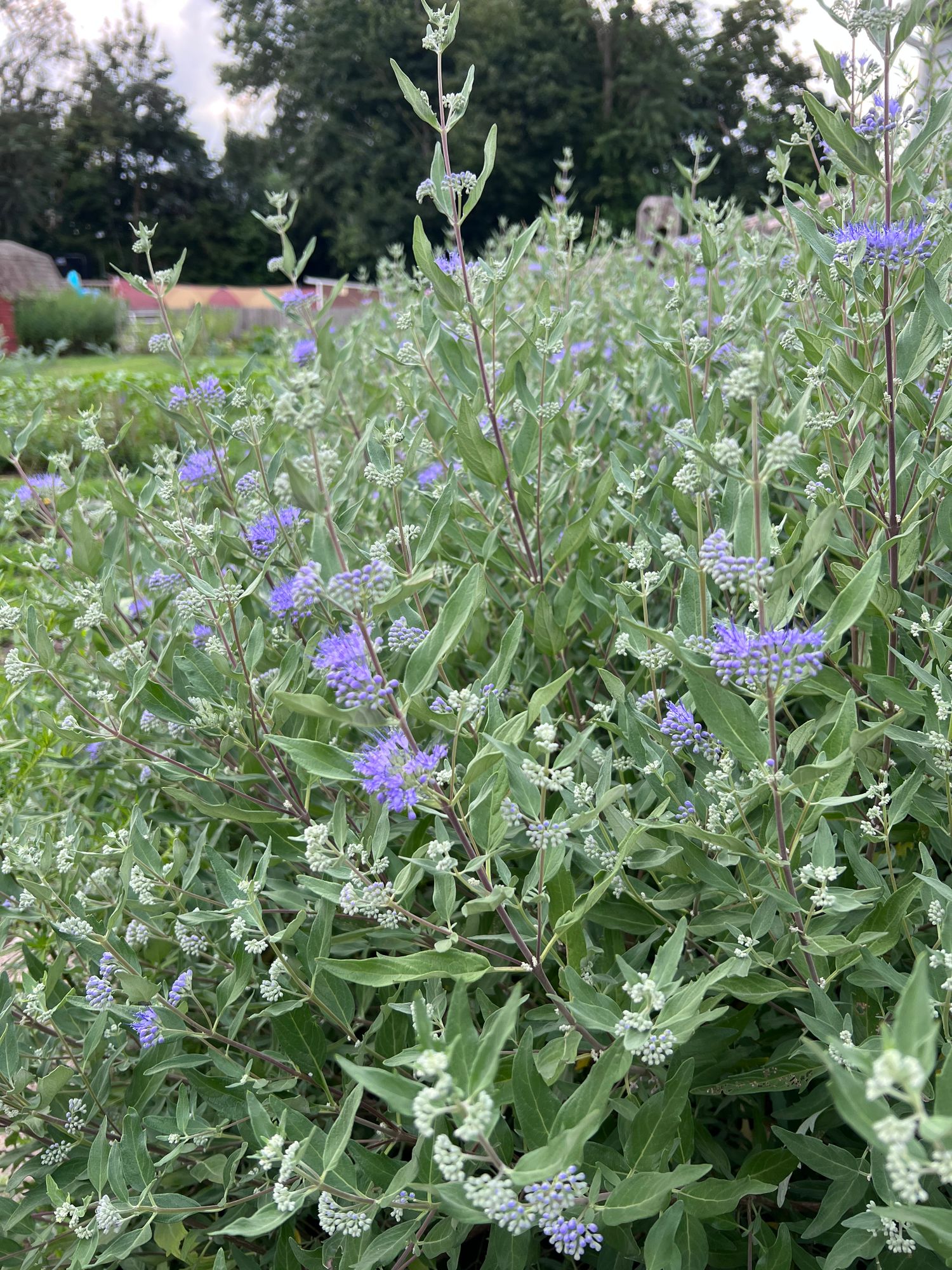 CARYOPTERIS x clandonensis Dark Knight