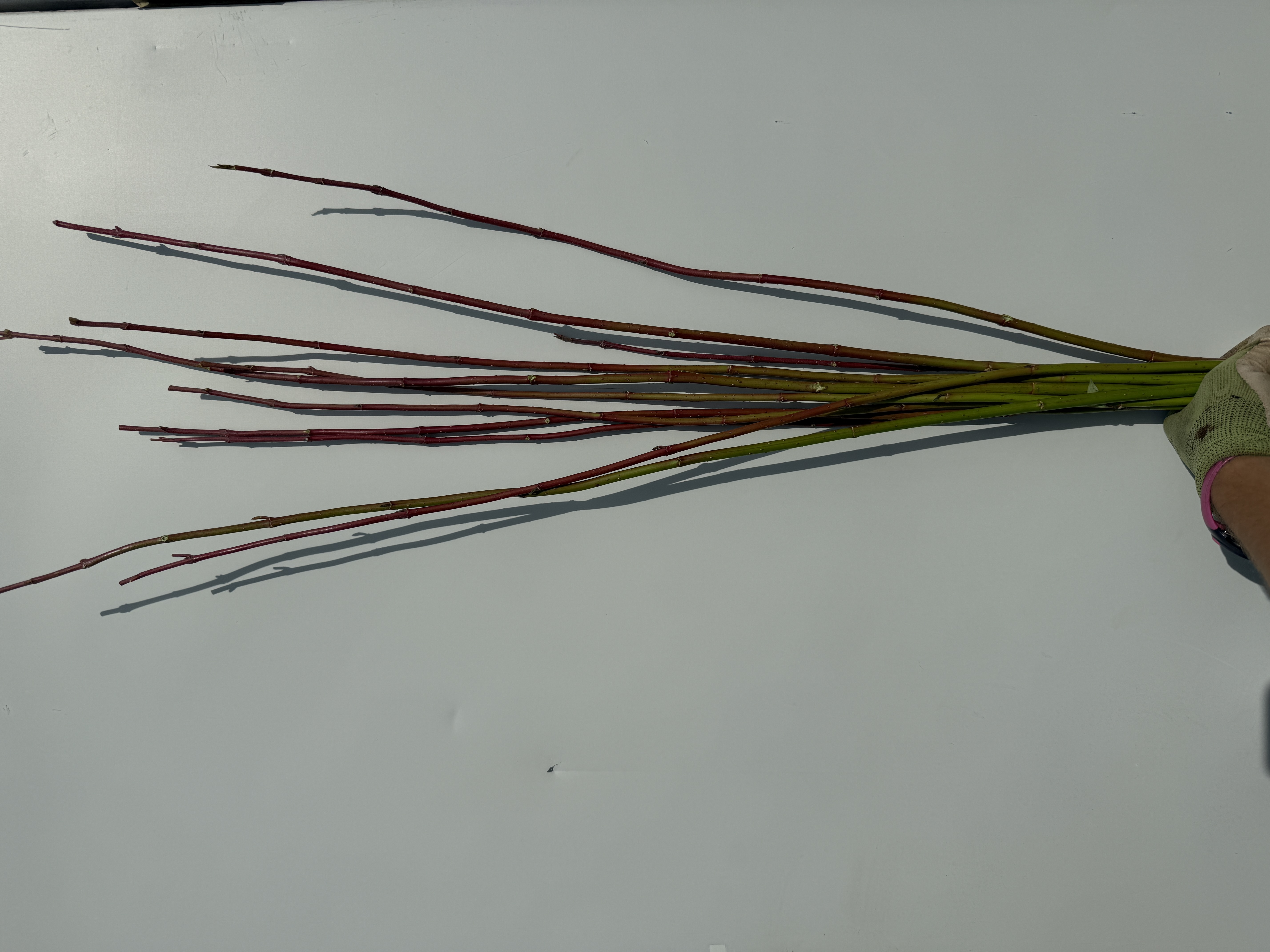 CORNUS alba Sibirica