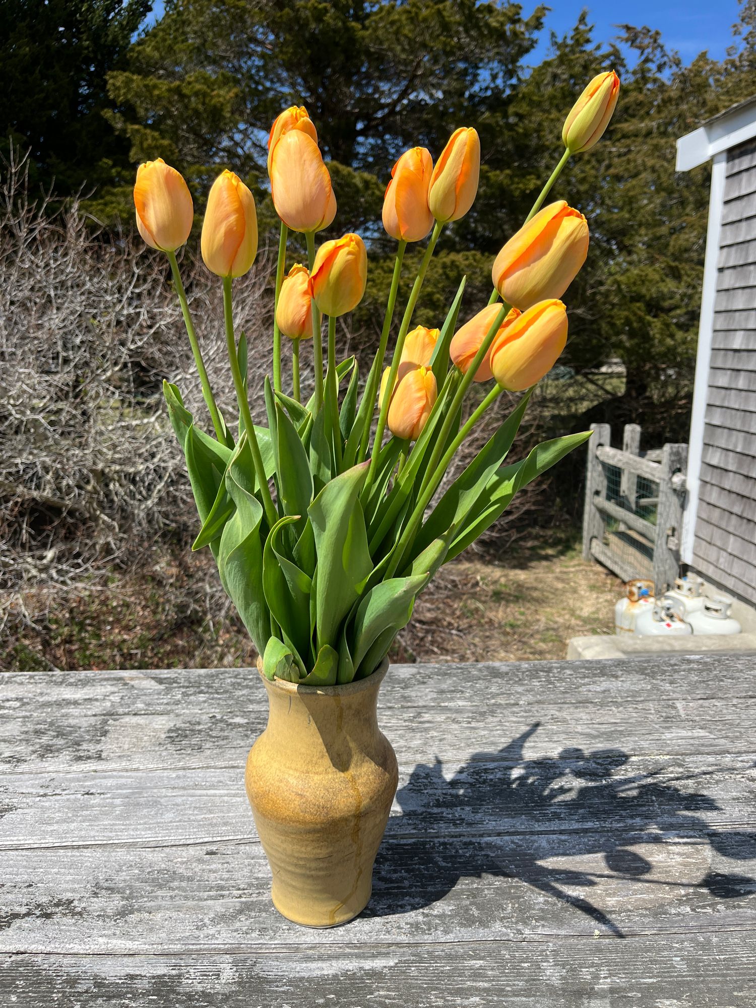 TULIPA Dordogne