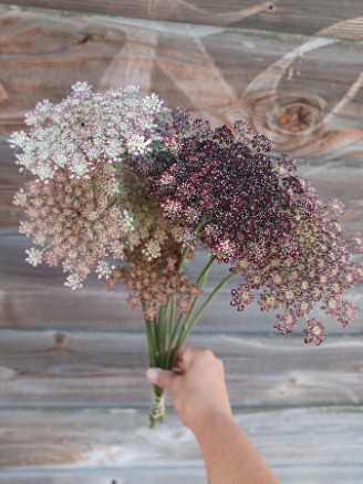 AMMI majus